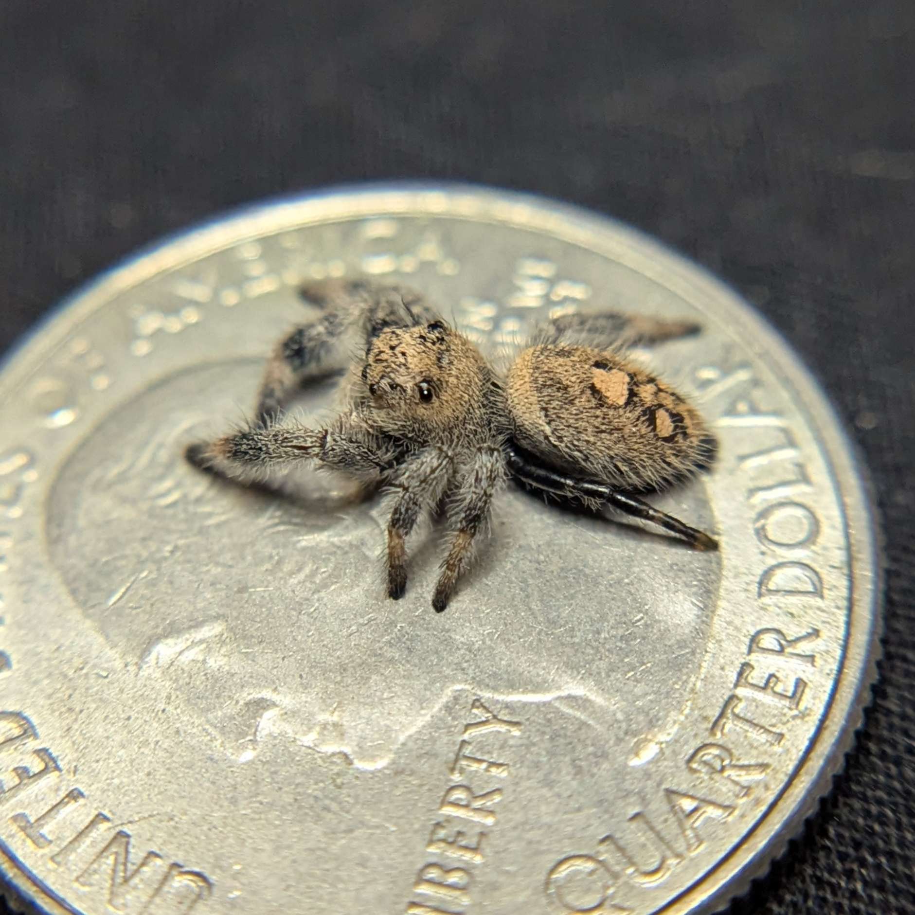 Regal Jumping Spider "Jello"