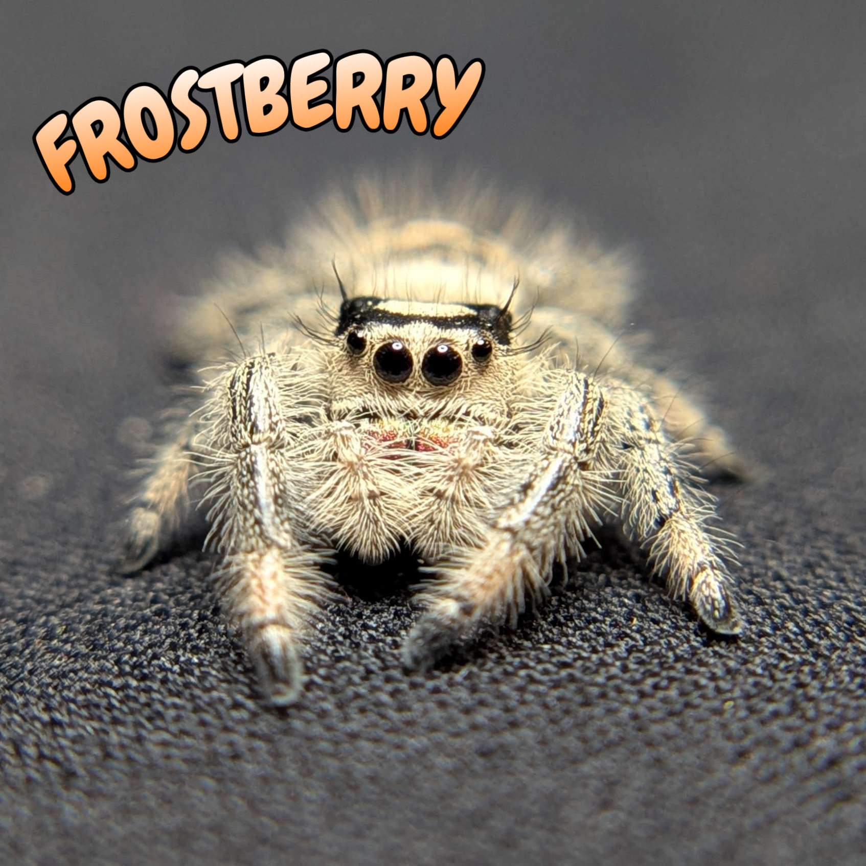 Regal Jumping Spider "Frostberry"