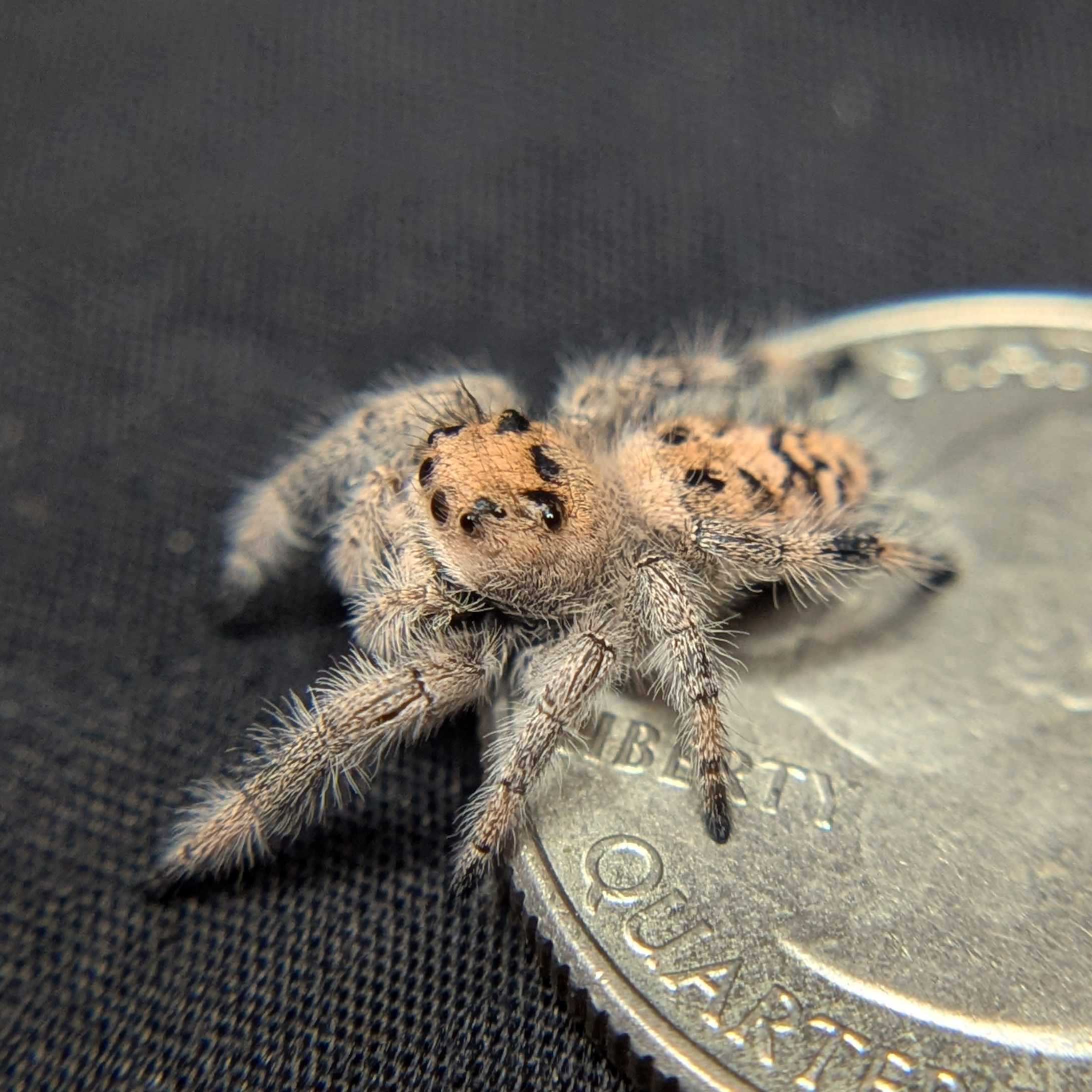 Regal Jumping Spider "Cupcake"