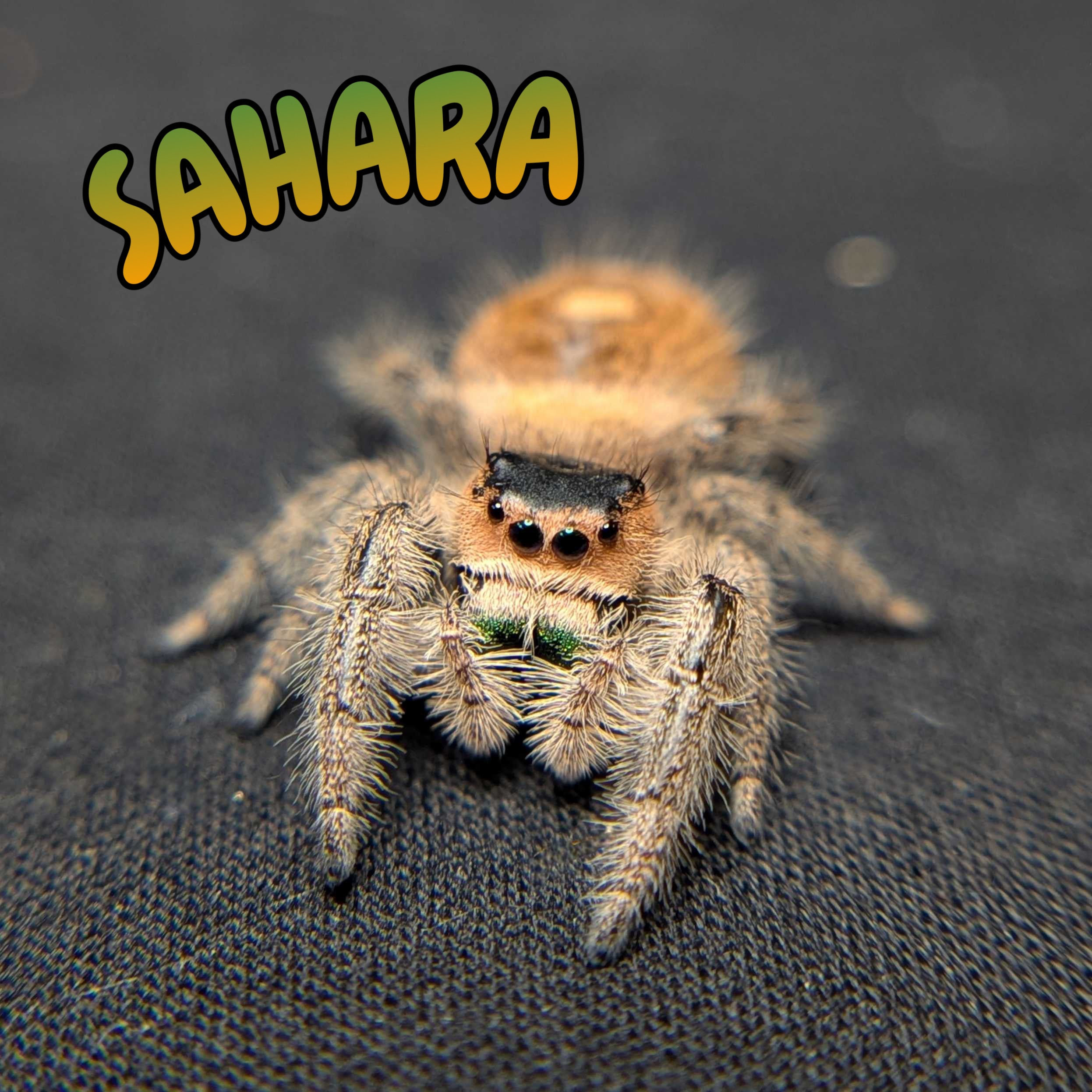 Female Regal Jumping Spider Sahara