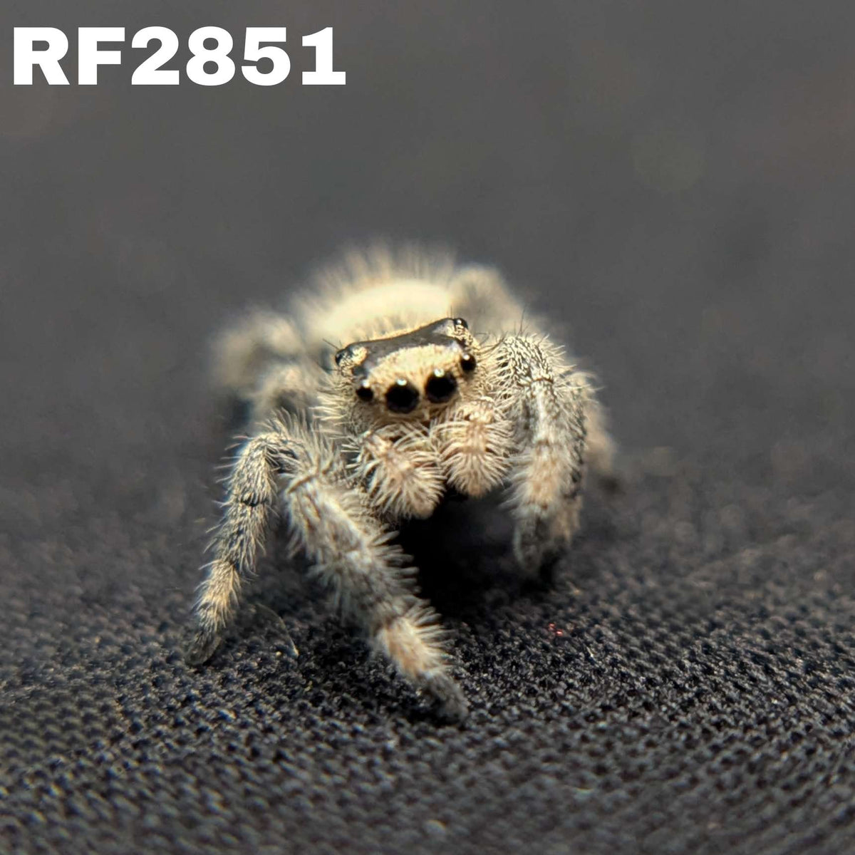 Regal Jumping Spider "Coffee"
