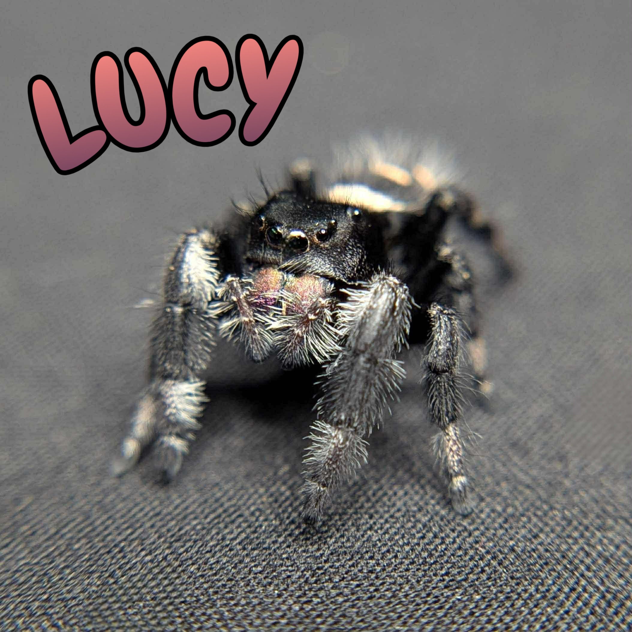 Regal Jumping Spider "Lucy”