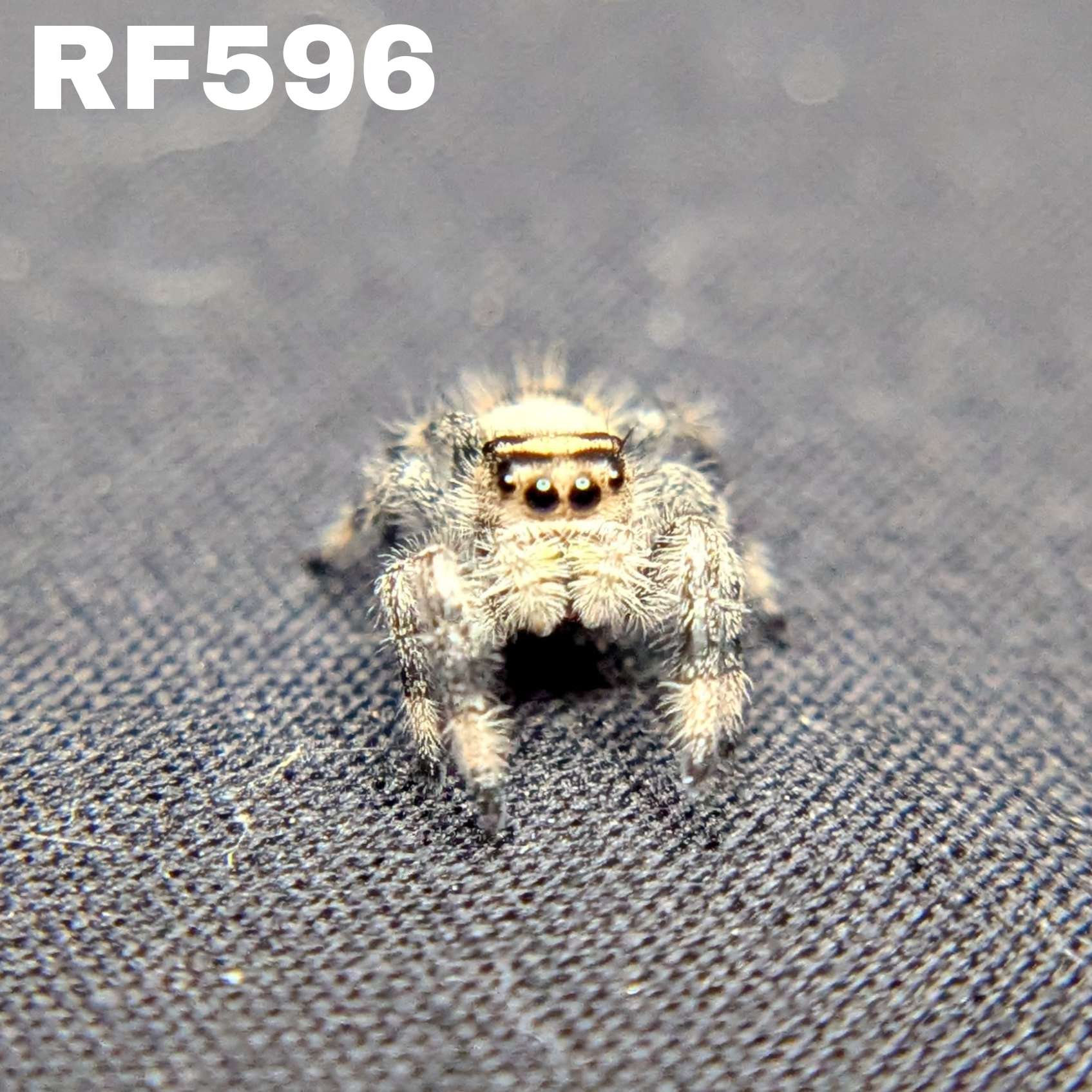 Regal Jumping Spider "Lily"