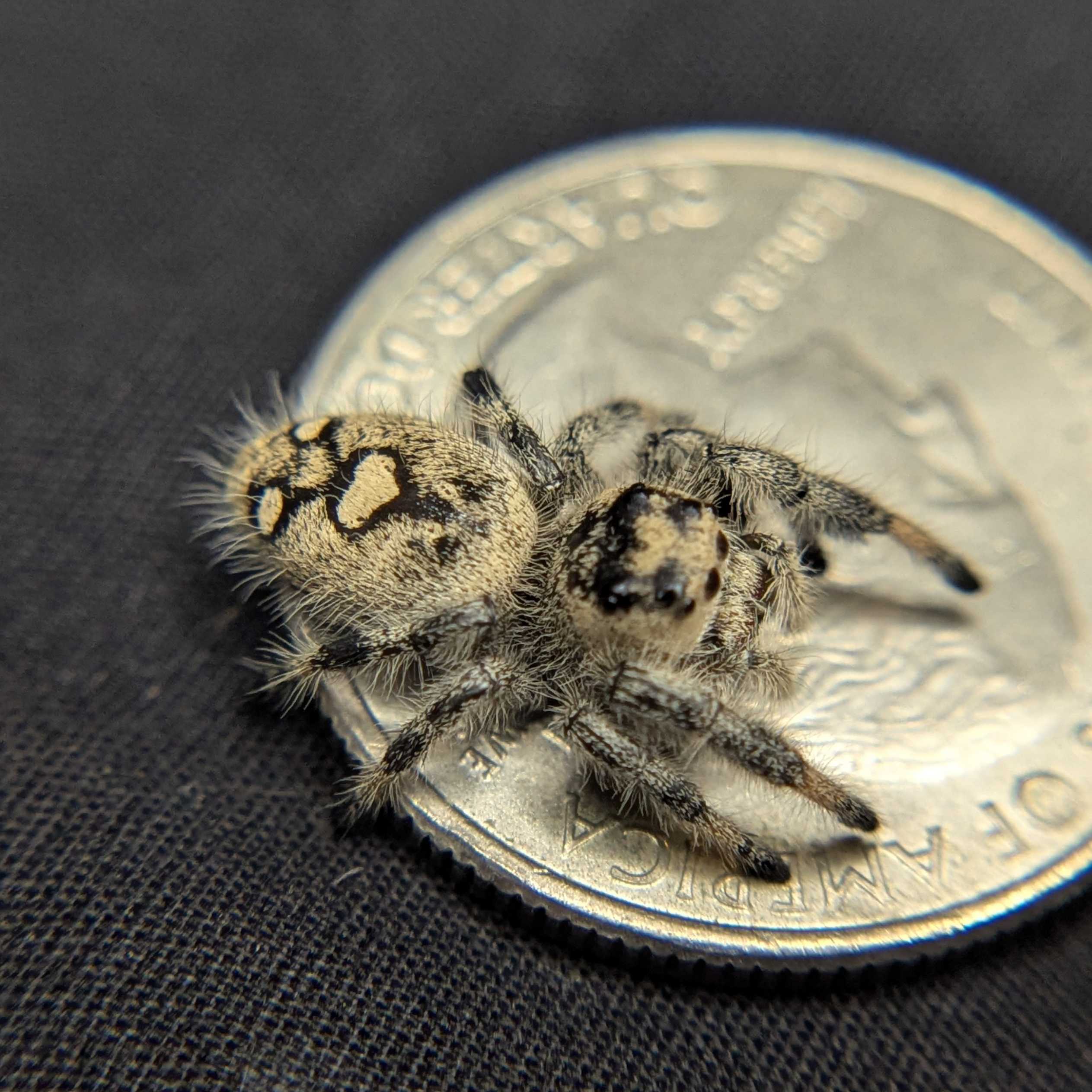 Regal Jumping Spider "Crepe"