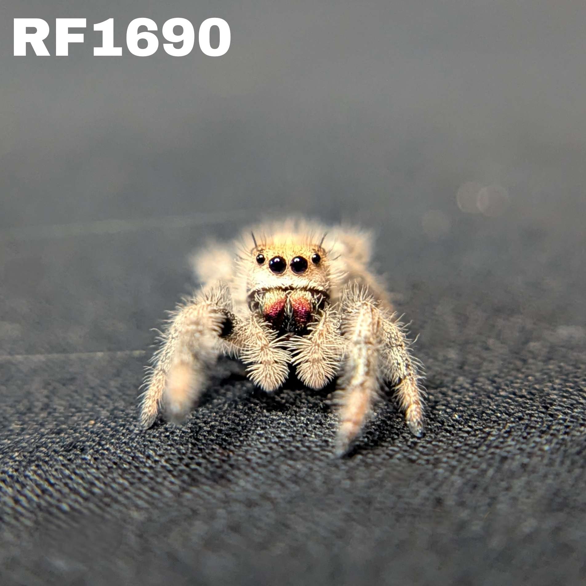 Regal Jumping Spider "Bunny"