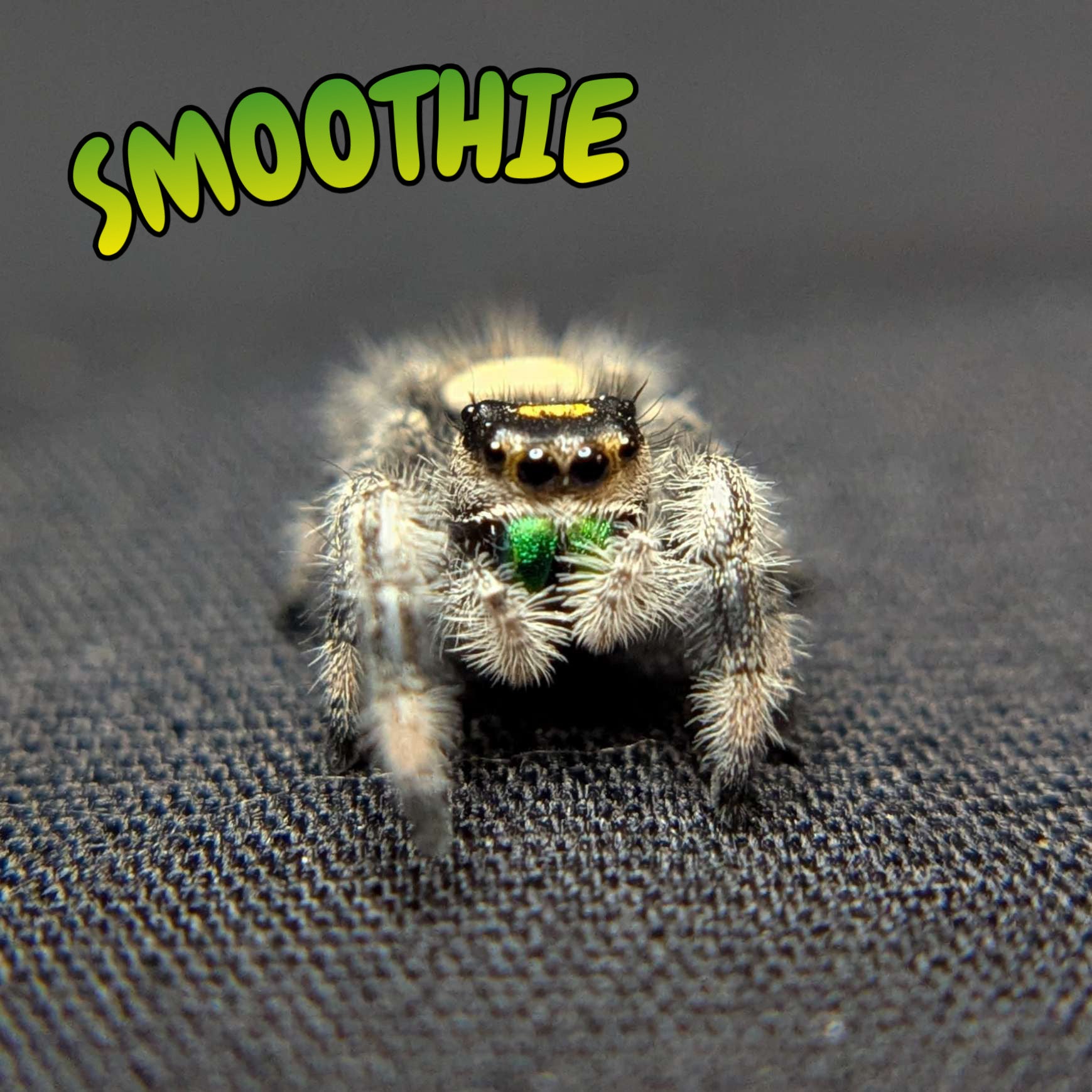 Regal Jumping Spider "Smoothie"