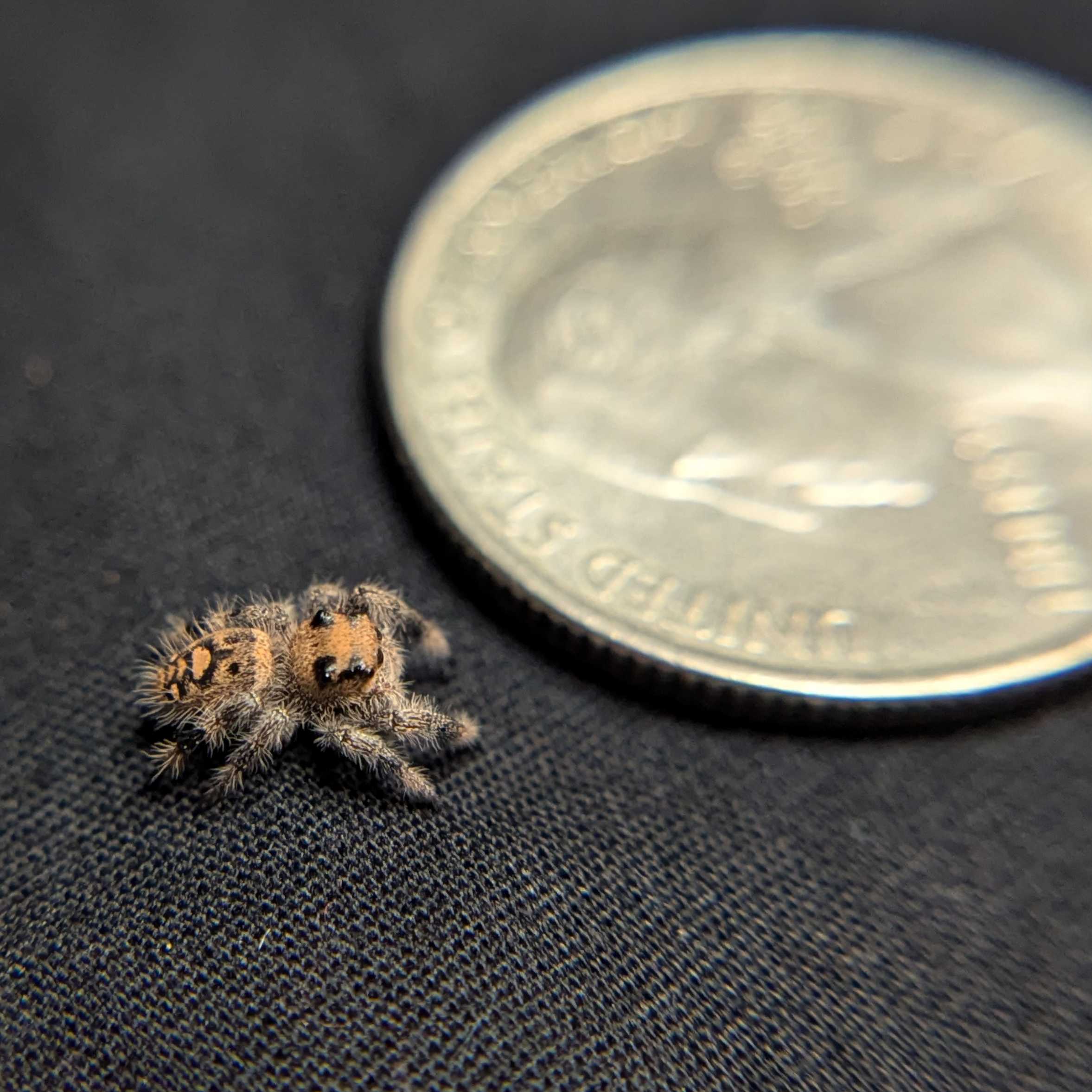 Regal Jumping Spider "Snugglebug"