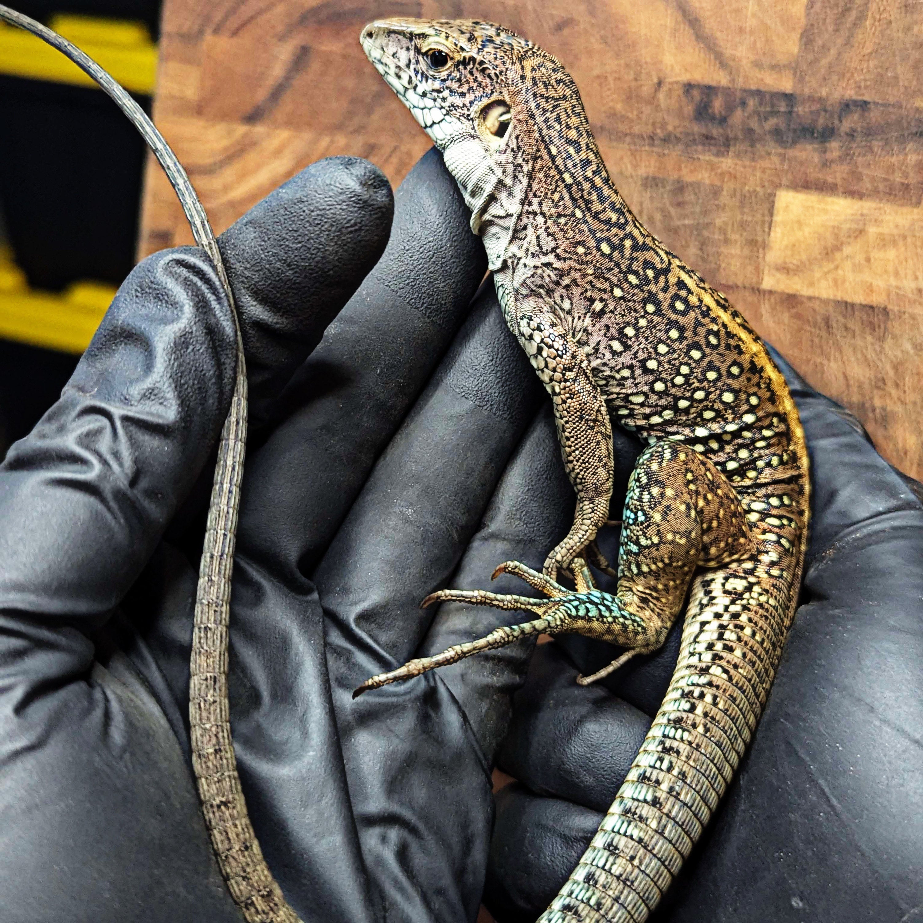 Probable female Giant Ameiva resting calmly in hand for size reference