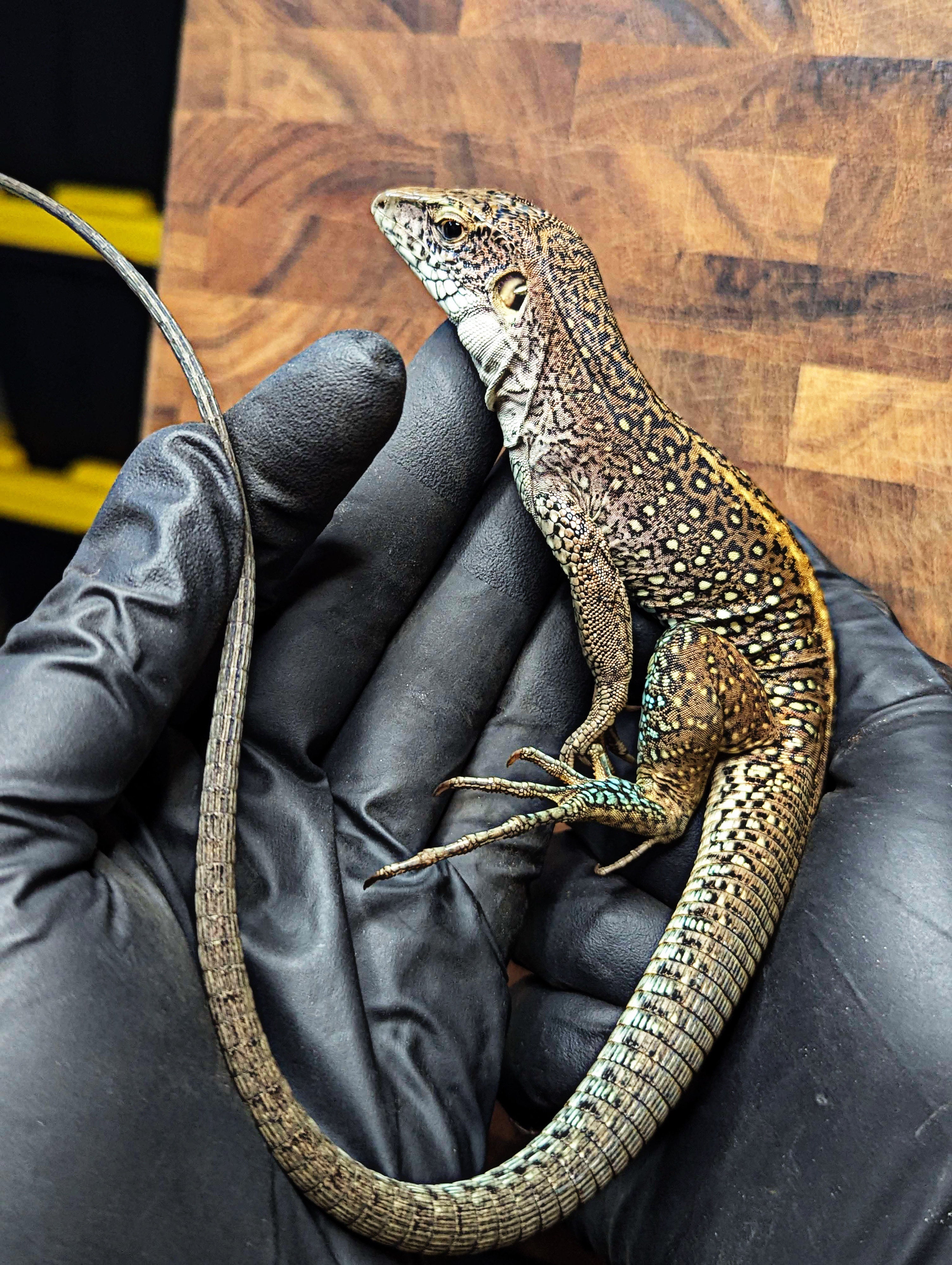 Adult Giant Ameiva Probable Female (Ameiva praesignis) for Sale