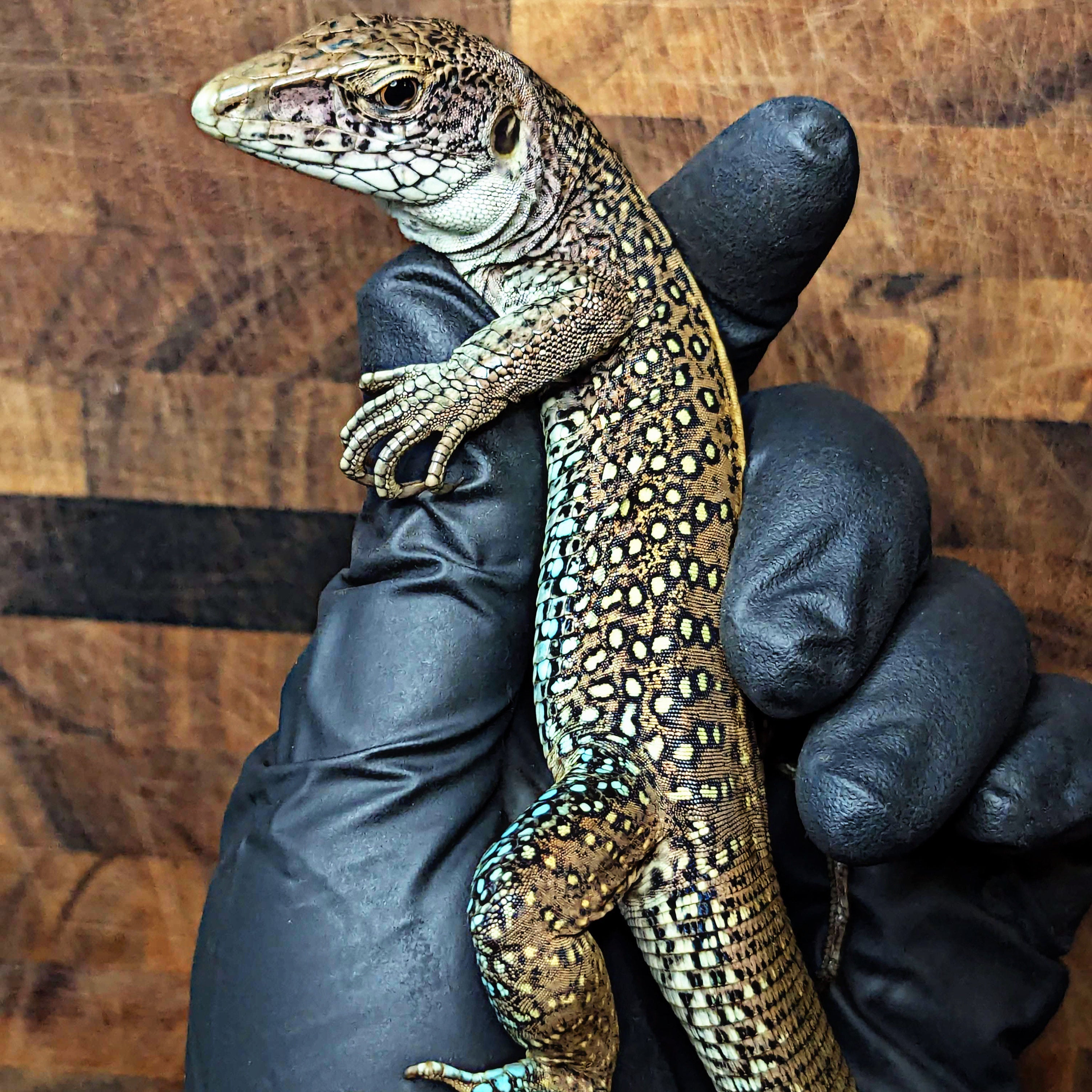 Giant Ameiva (Ameiva praesignis) resting calmly in human hand