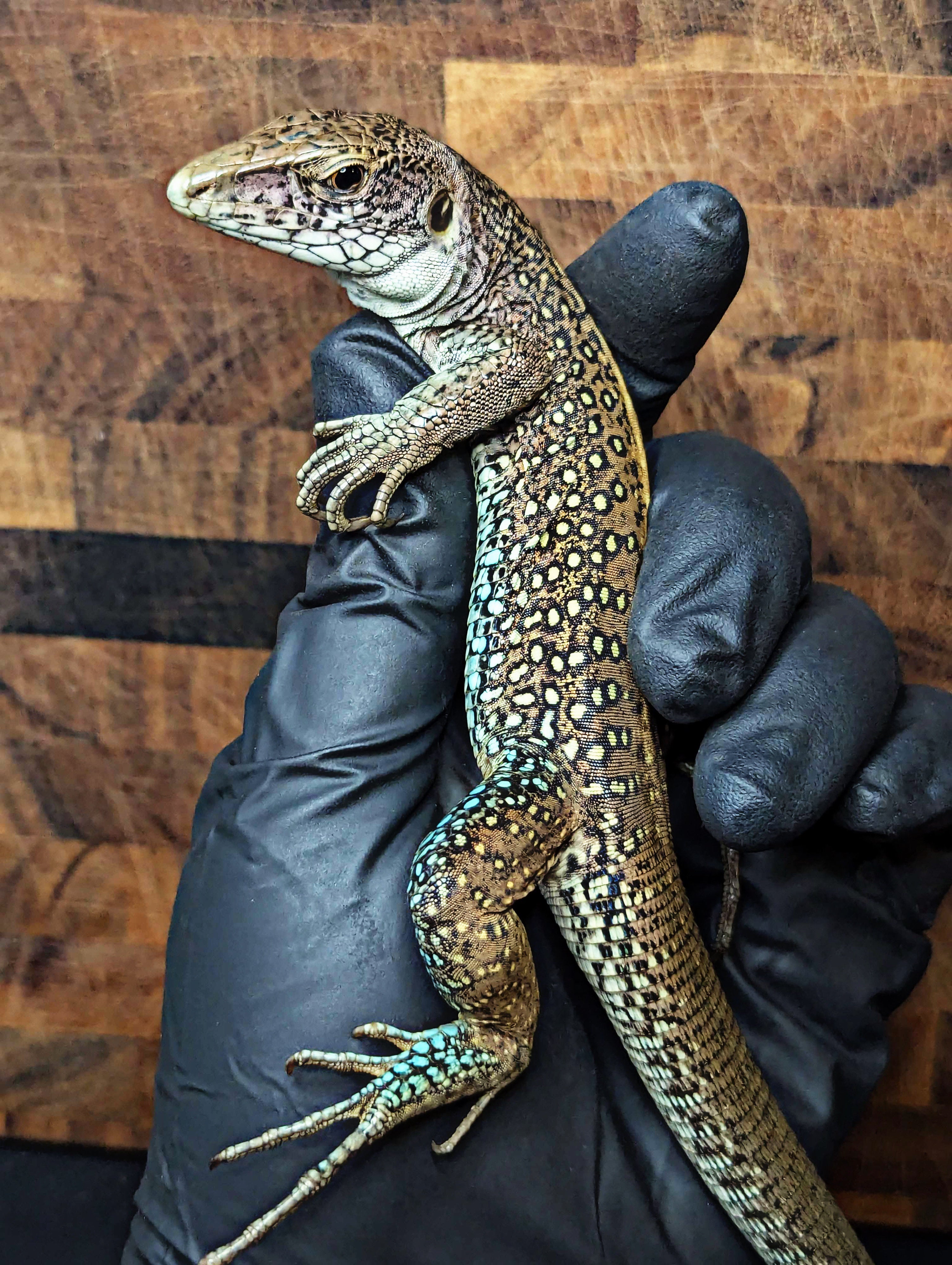Adult Giant Ameiva (Ameiva praesignis) Probable Male for Sale