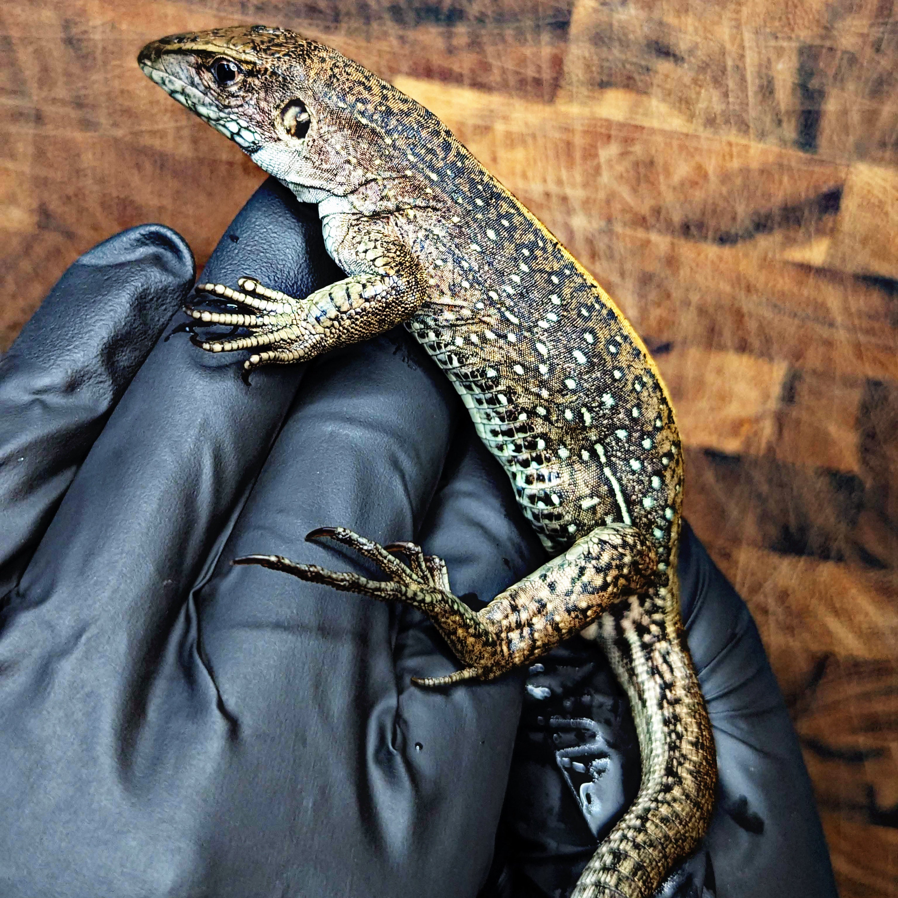 Likely gravid adult female Giant Ameiva resting in hand showing full belly