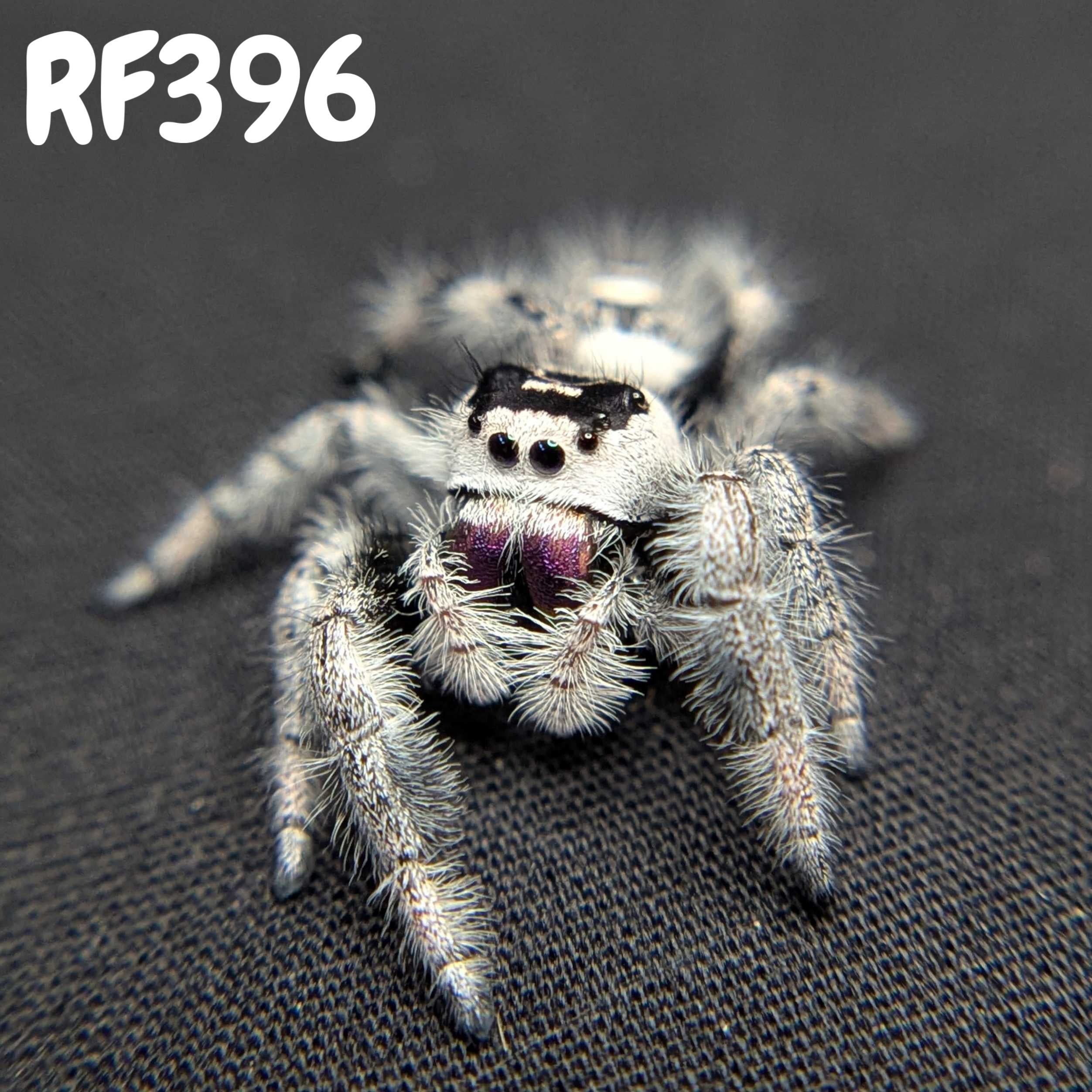 Regal Jumping Spider "Morticia"