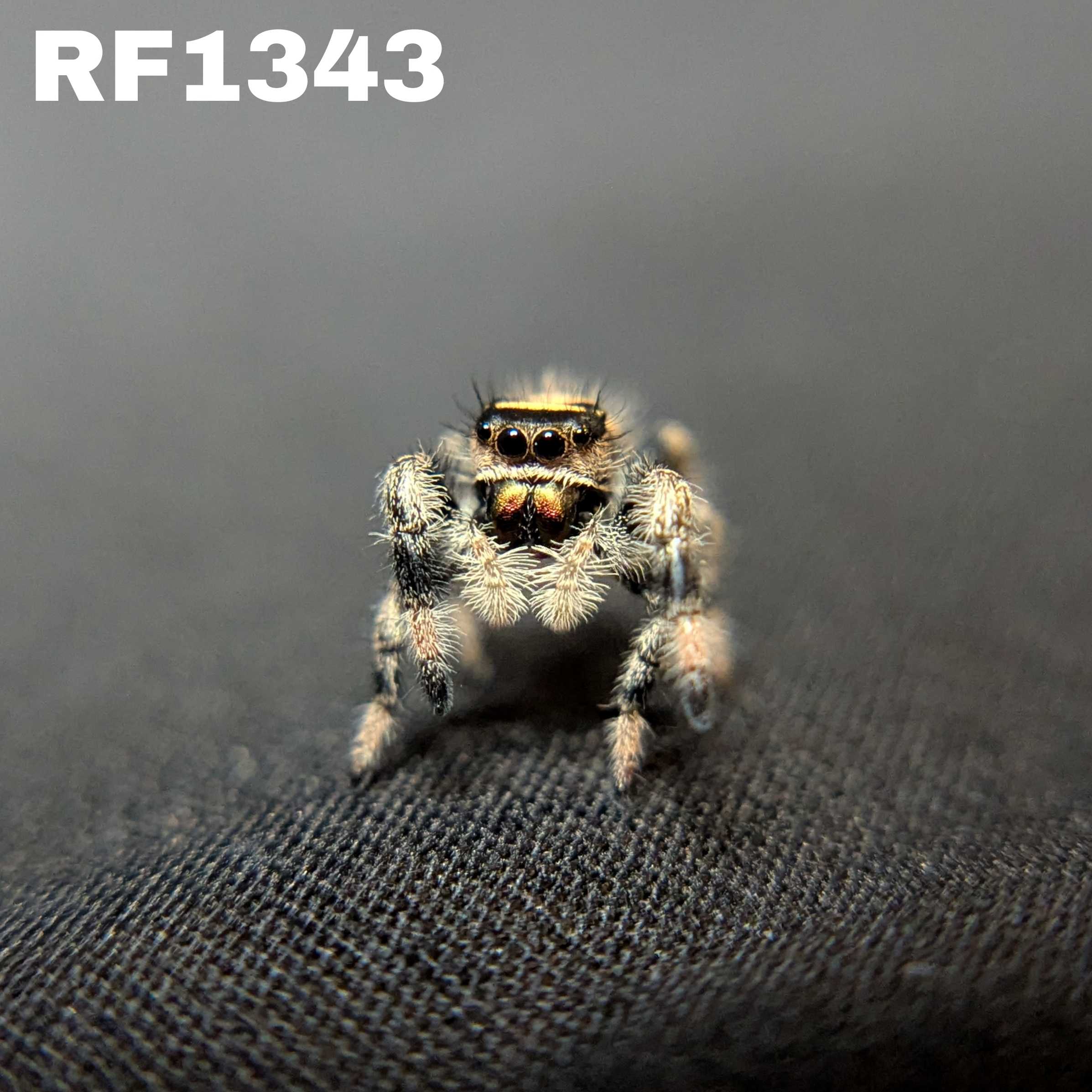 Regal Jumping Spider “Peanut Butter”