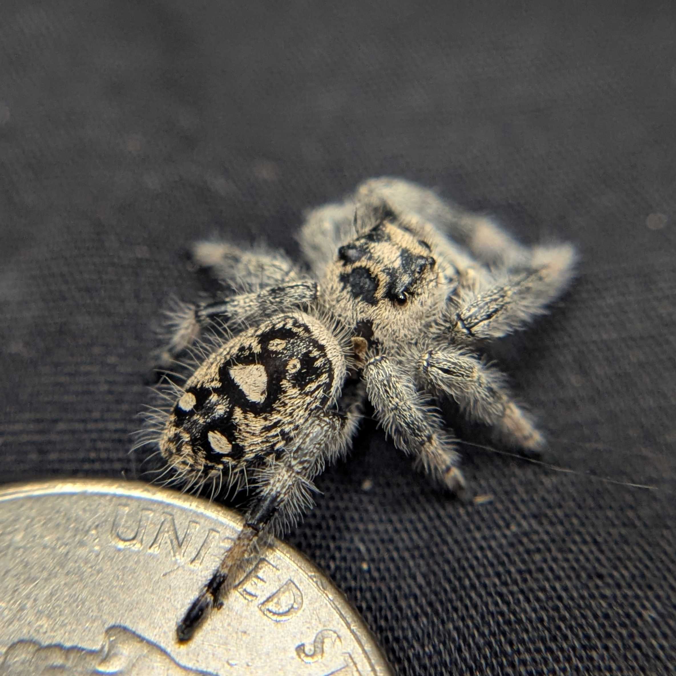 Regal Jumping Spider "Strawberry"