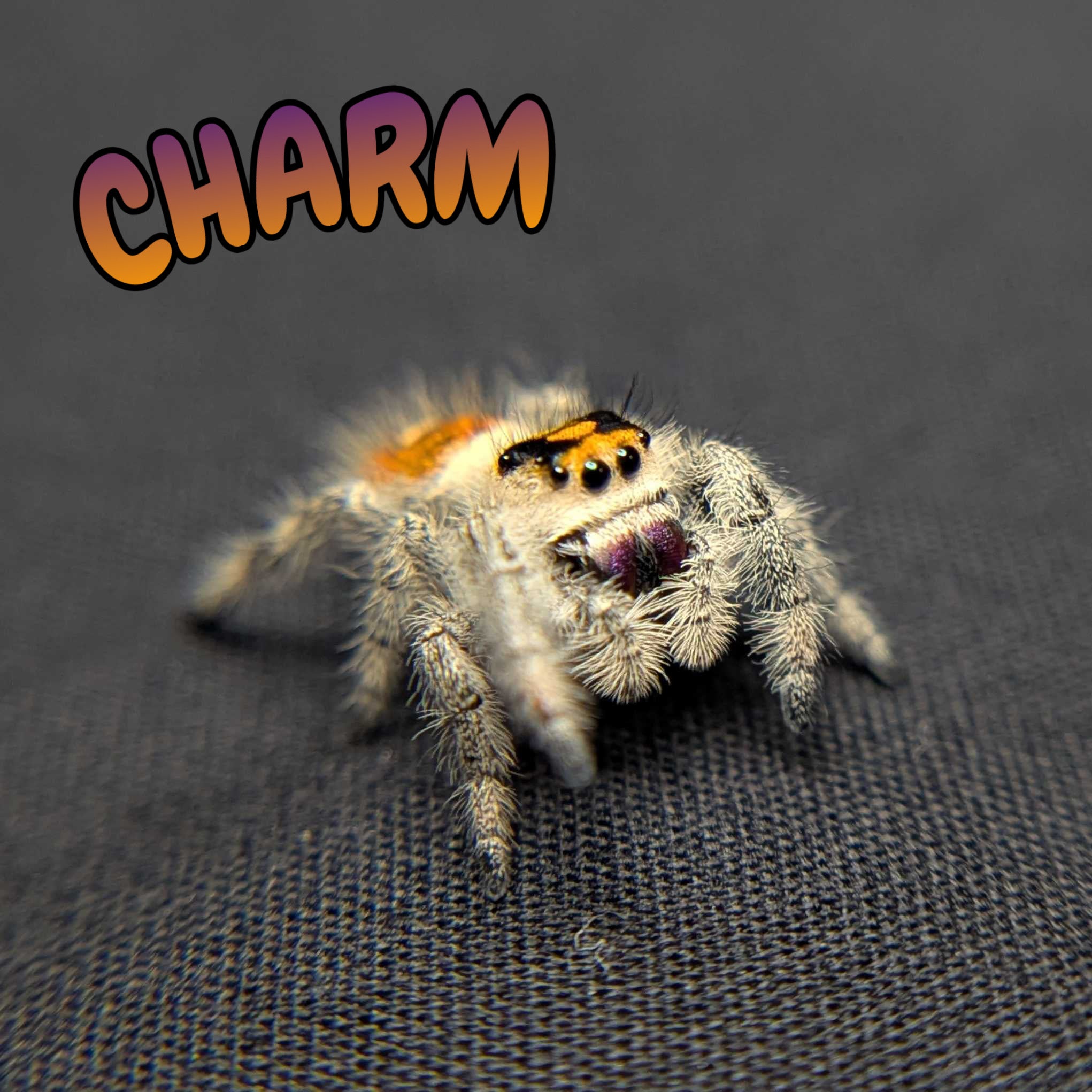 Regal Jumping Spider "Charm"