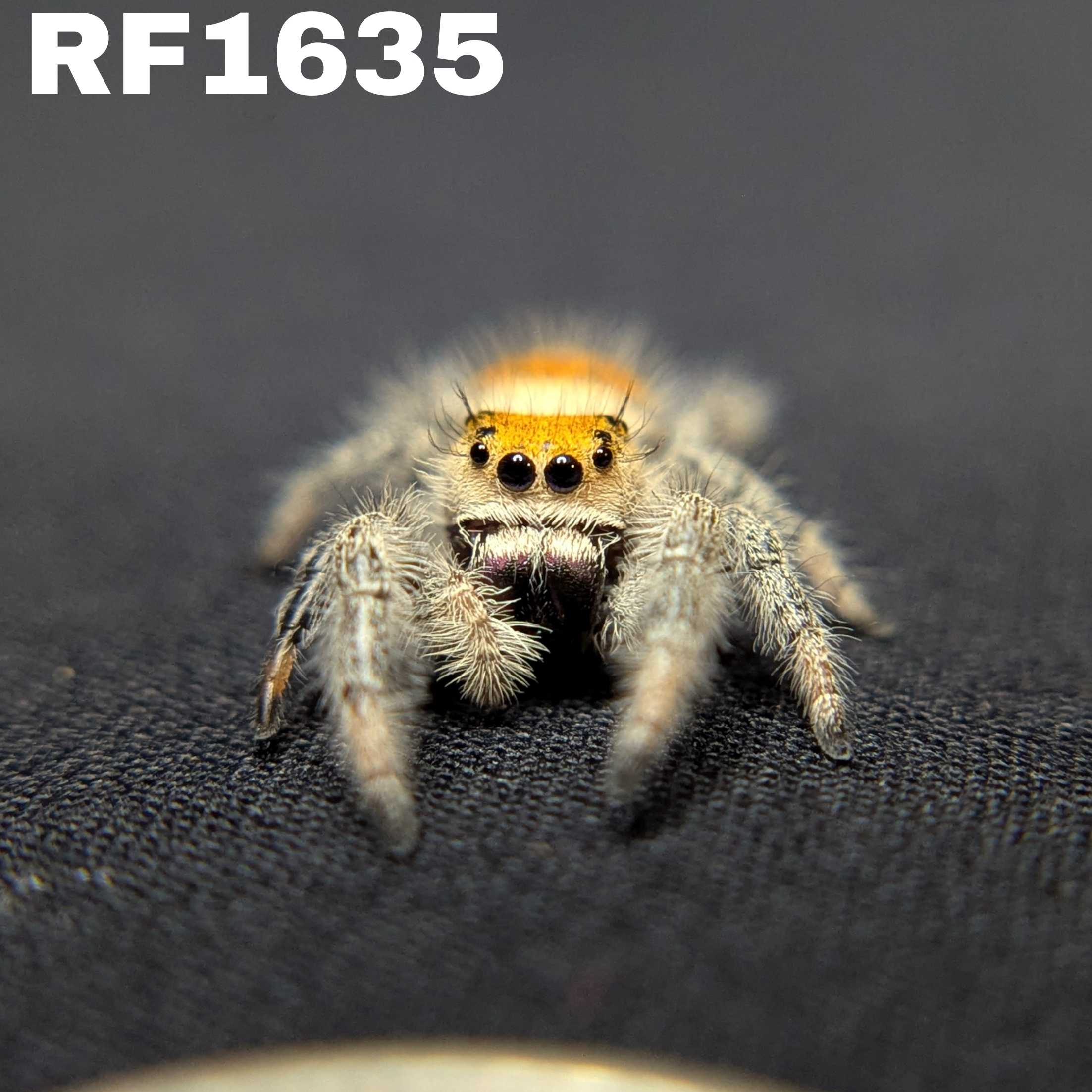 Regal Jumping Spider "Mulberry"