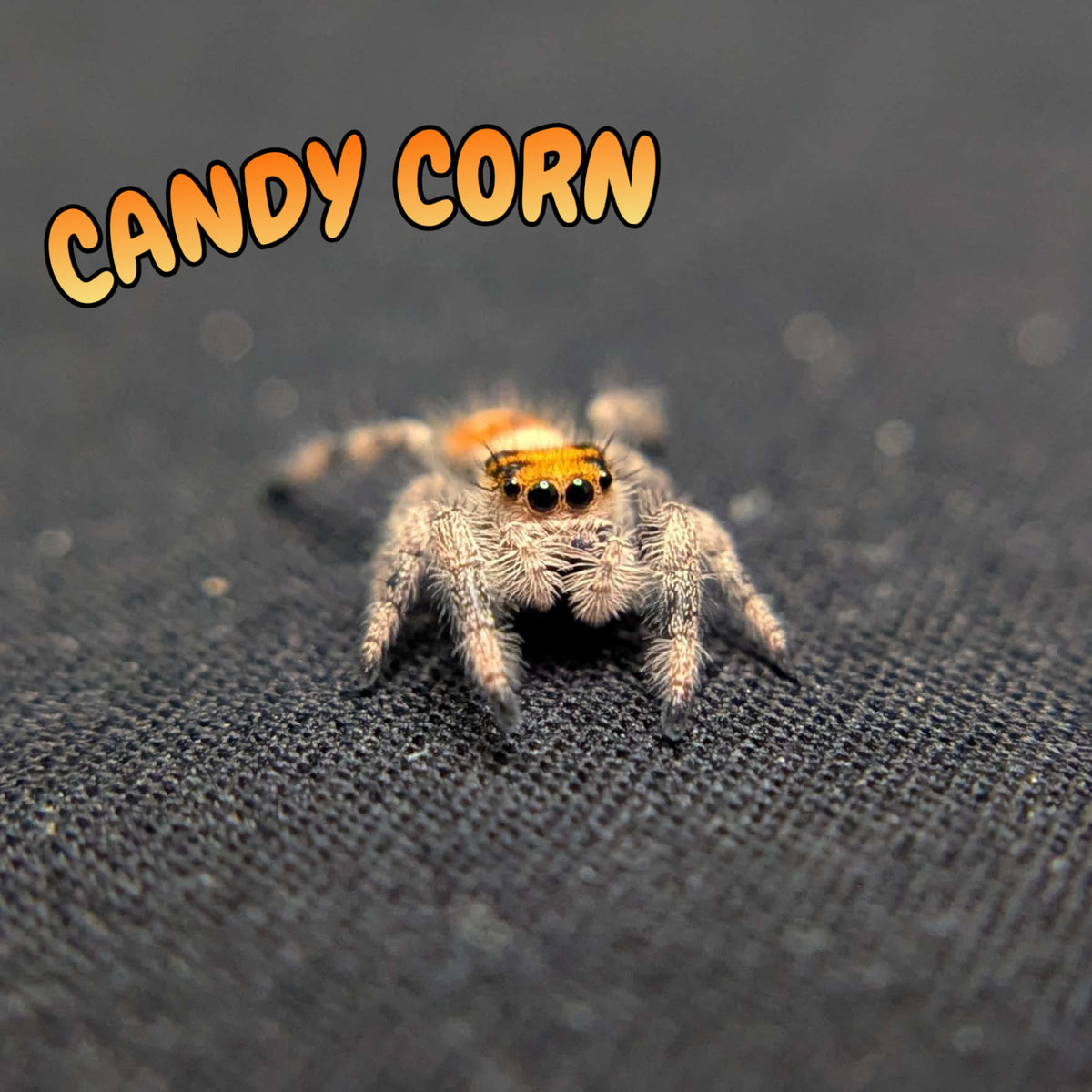 Regal Jumping Spider "Candy Corn"