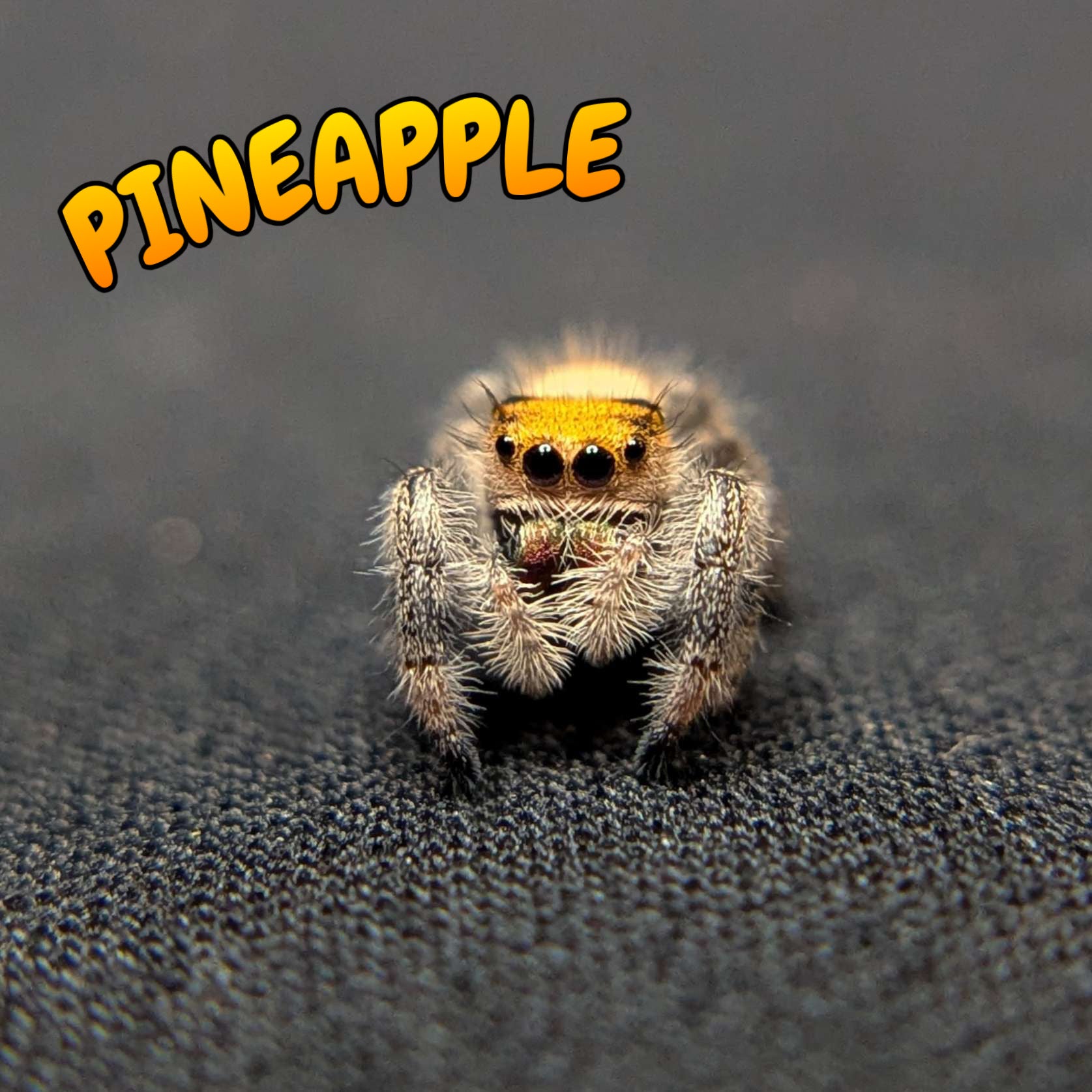 Regal Jumping Spider "Pineapple"