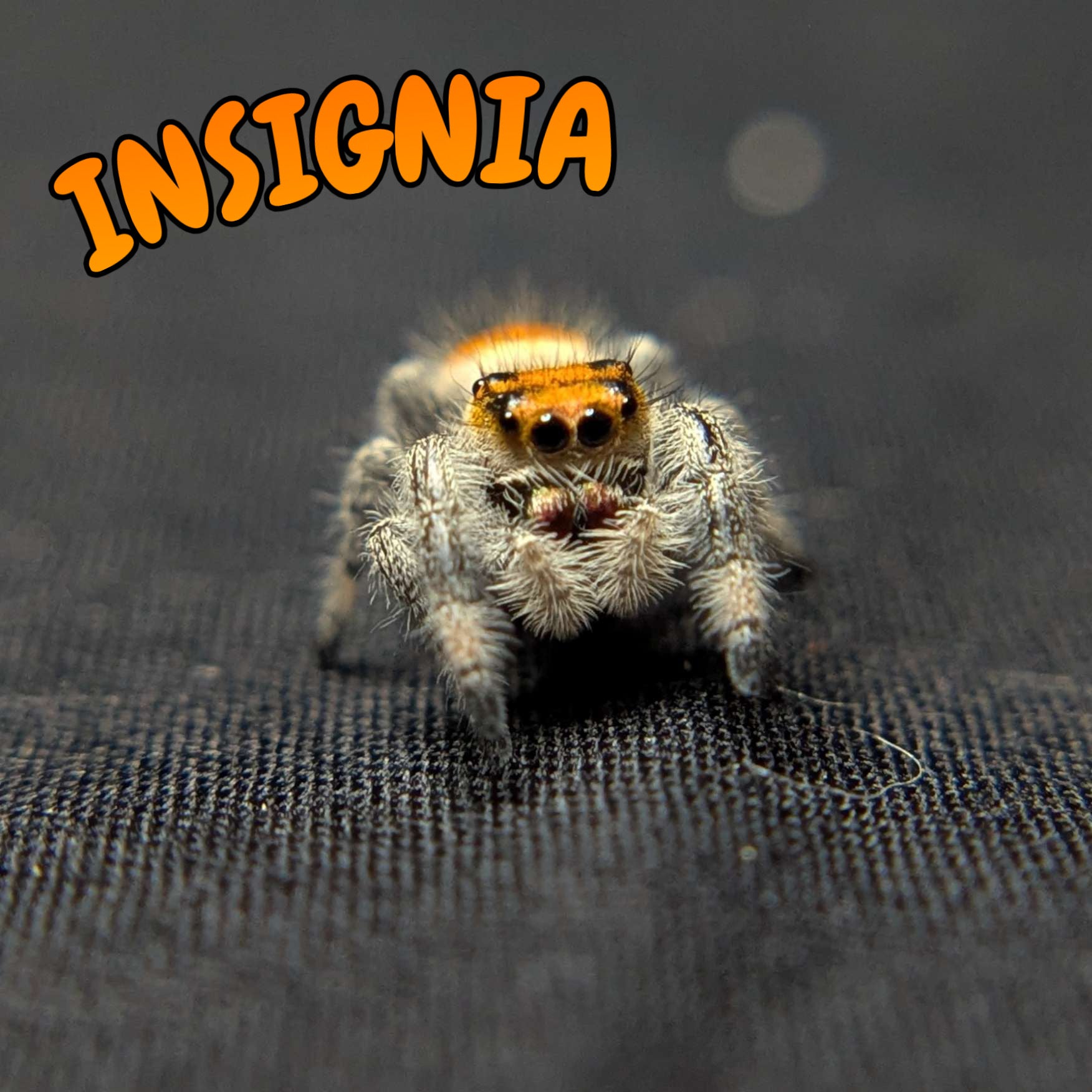 Regal Jumping Spider "Insignia"