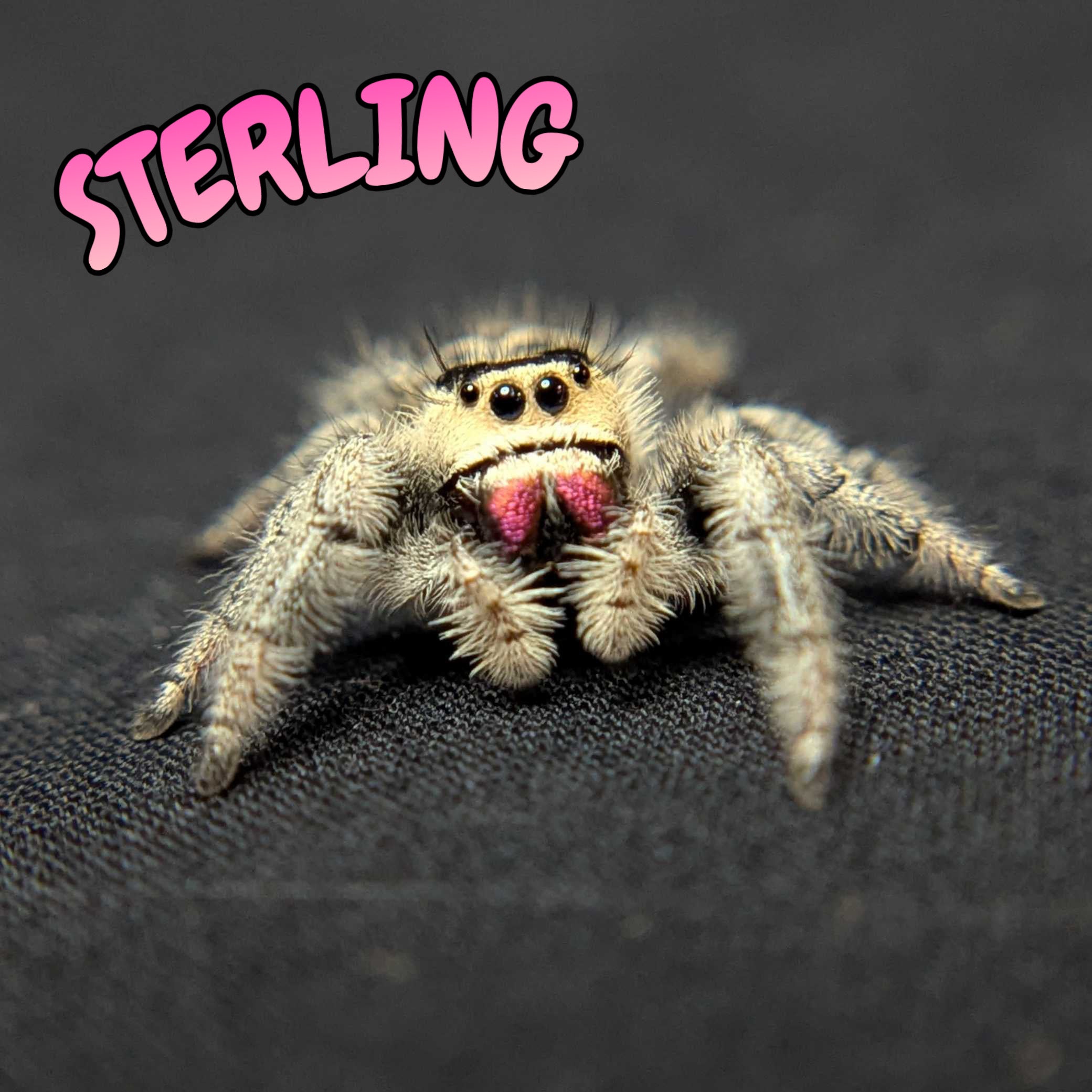 Regal Jumping Spider “Sterling”