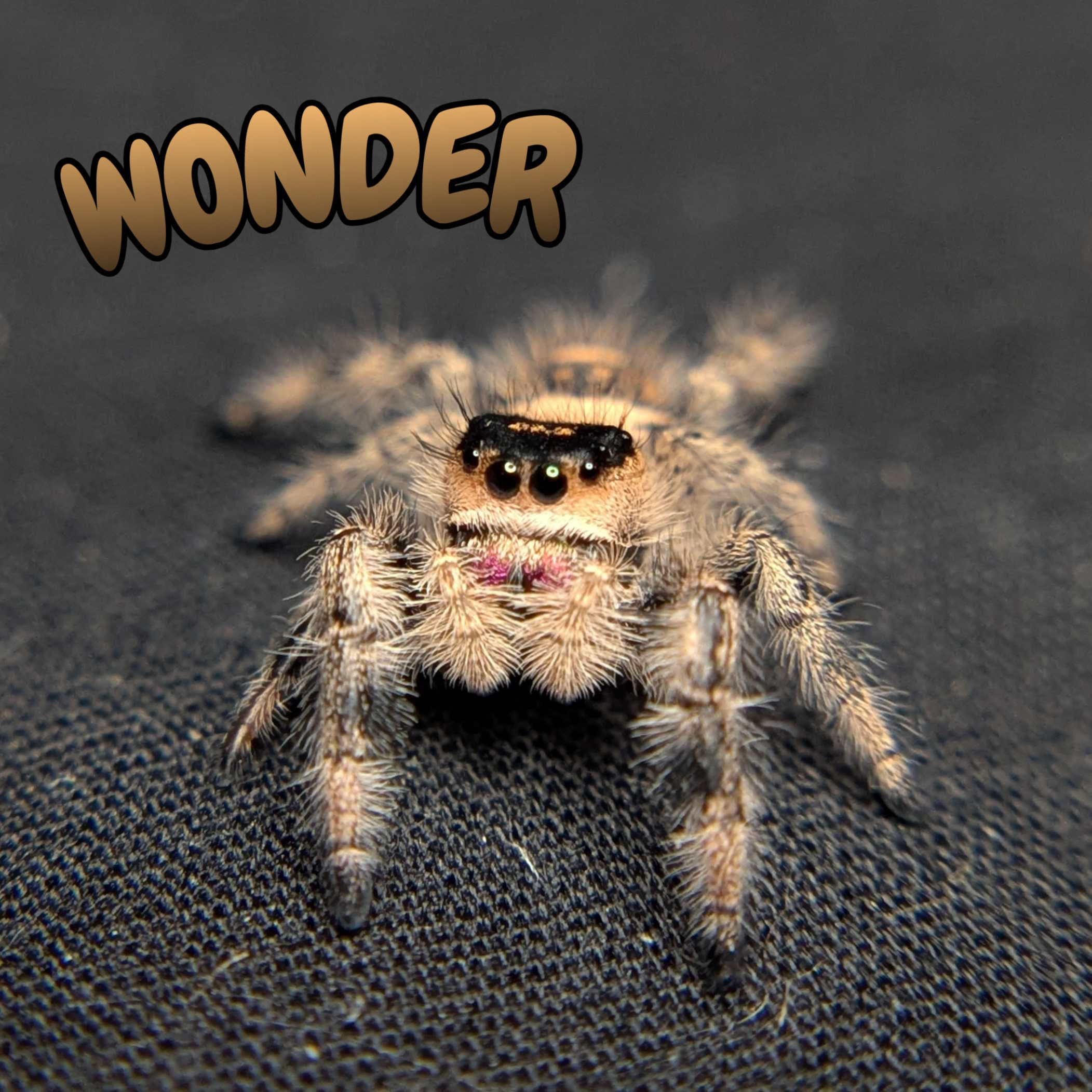 Regal Jumping Spider "Wonder"