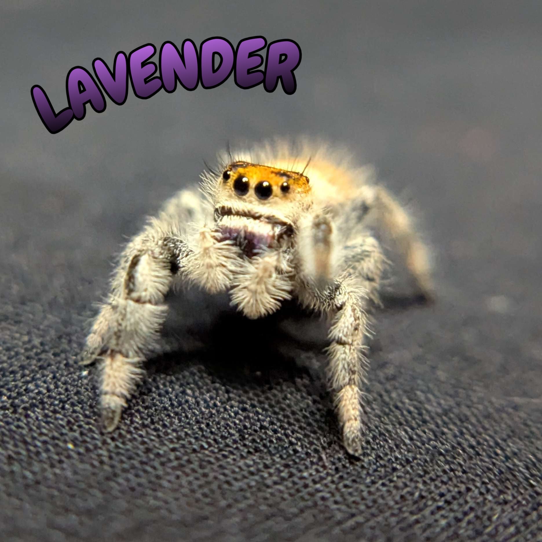 Regal Jumping Spider "Lavender"