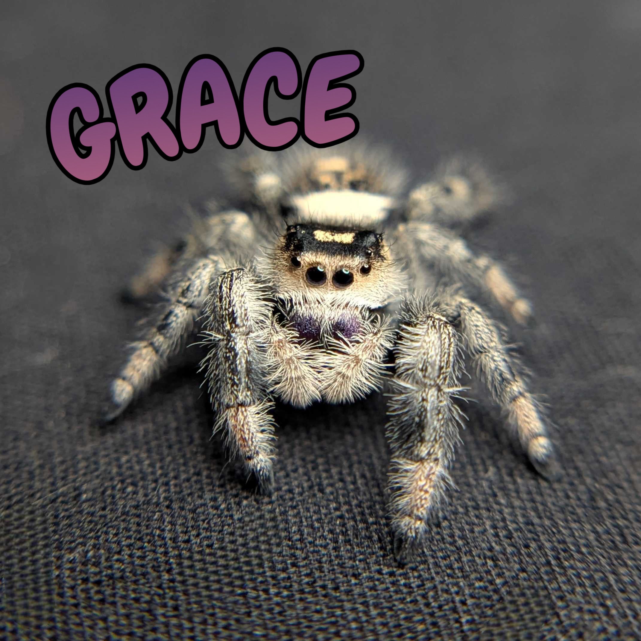 Regal Jumping Spider "Grace"