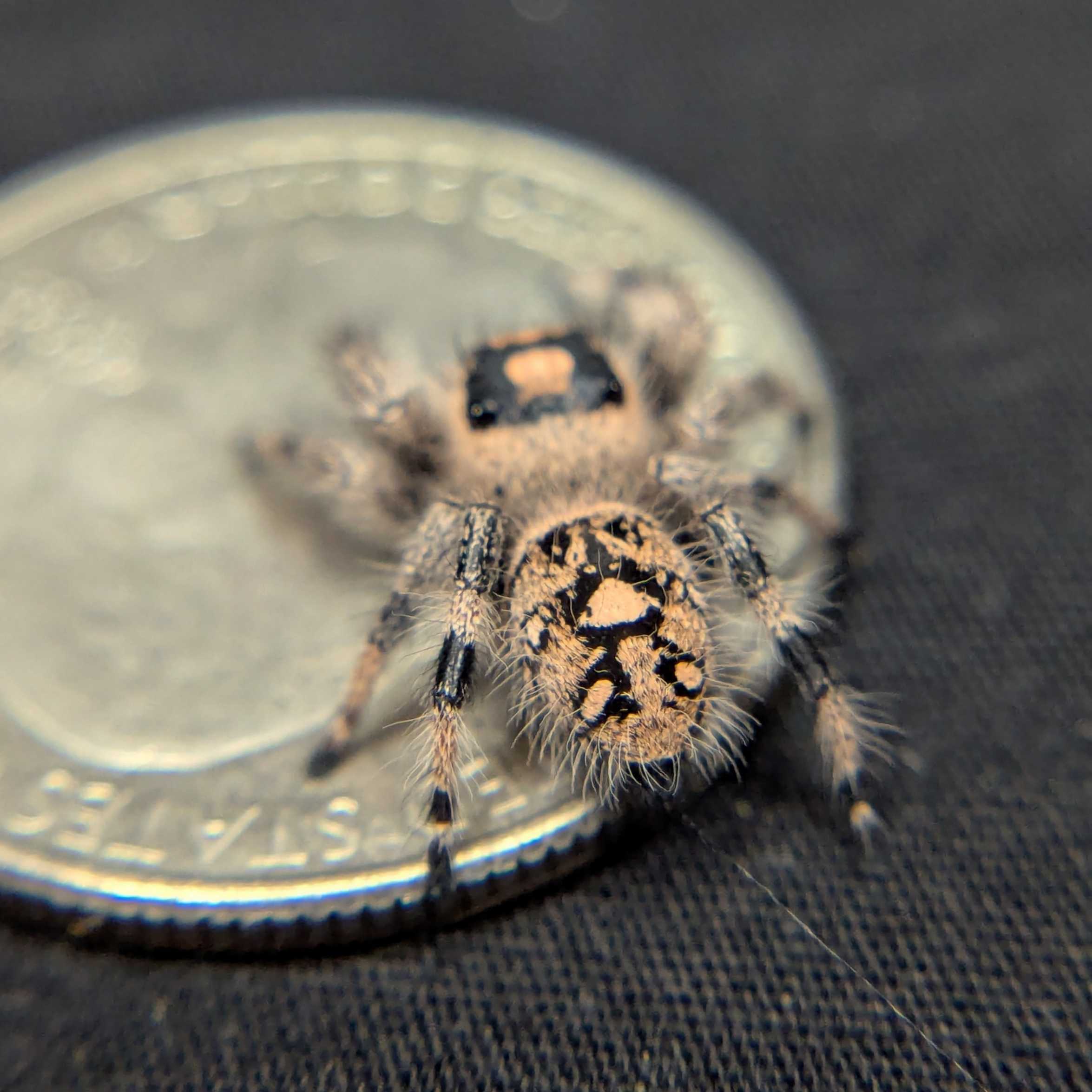 Regal Jumping Spider "Mango Puff"