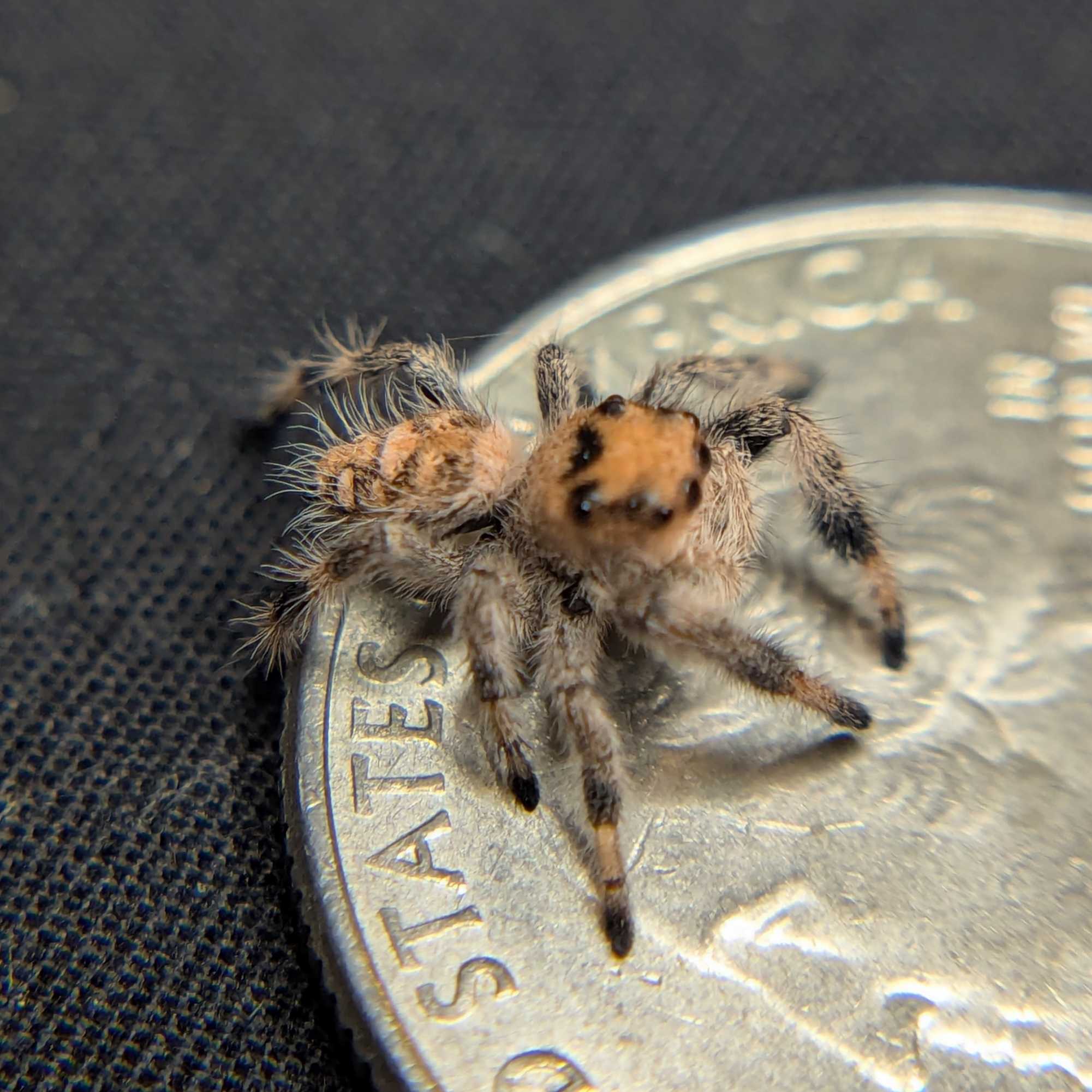 Regal Jumping Spider “Sangria”
