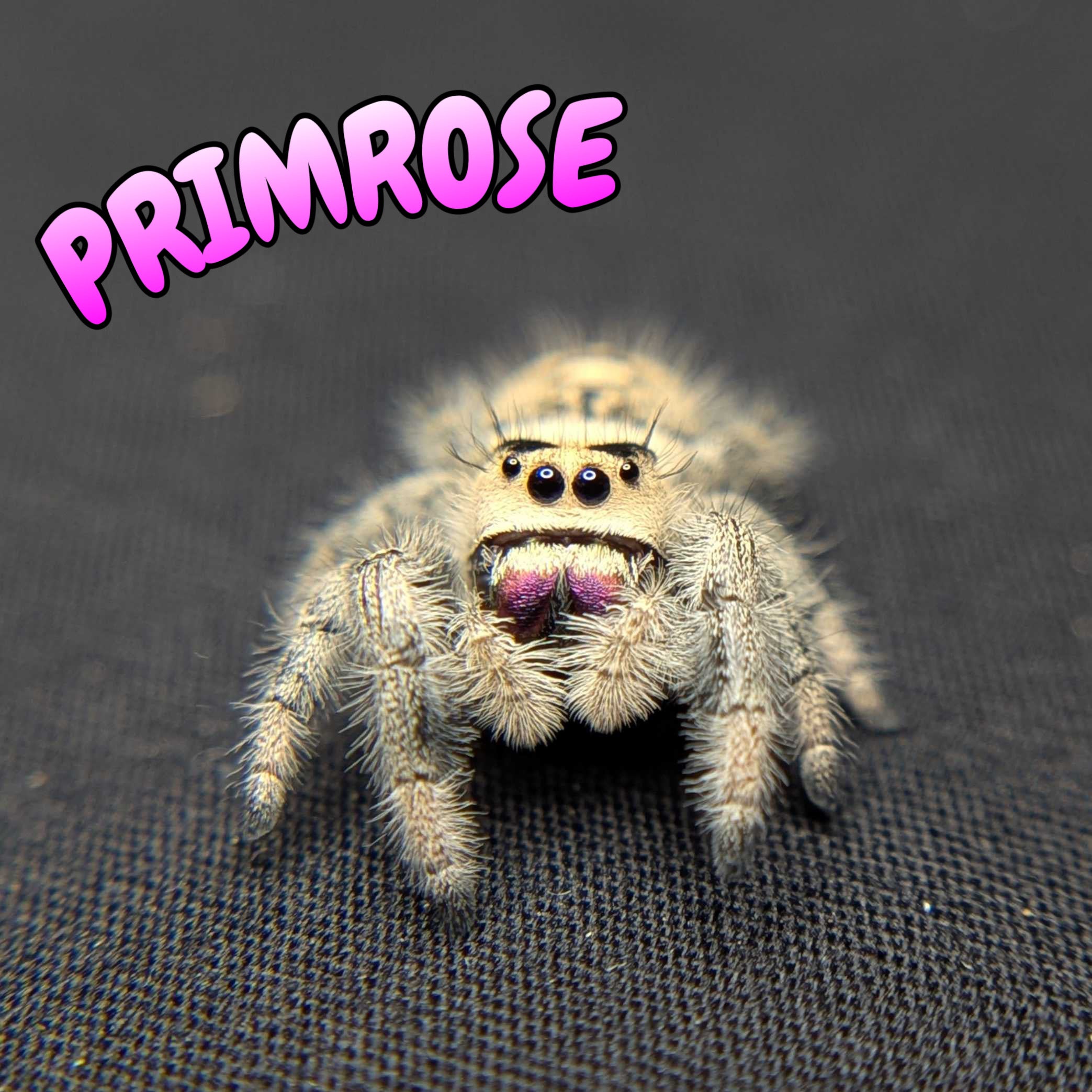 Regal Jumping Spider “Primrose”