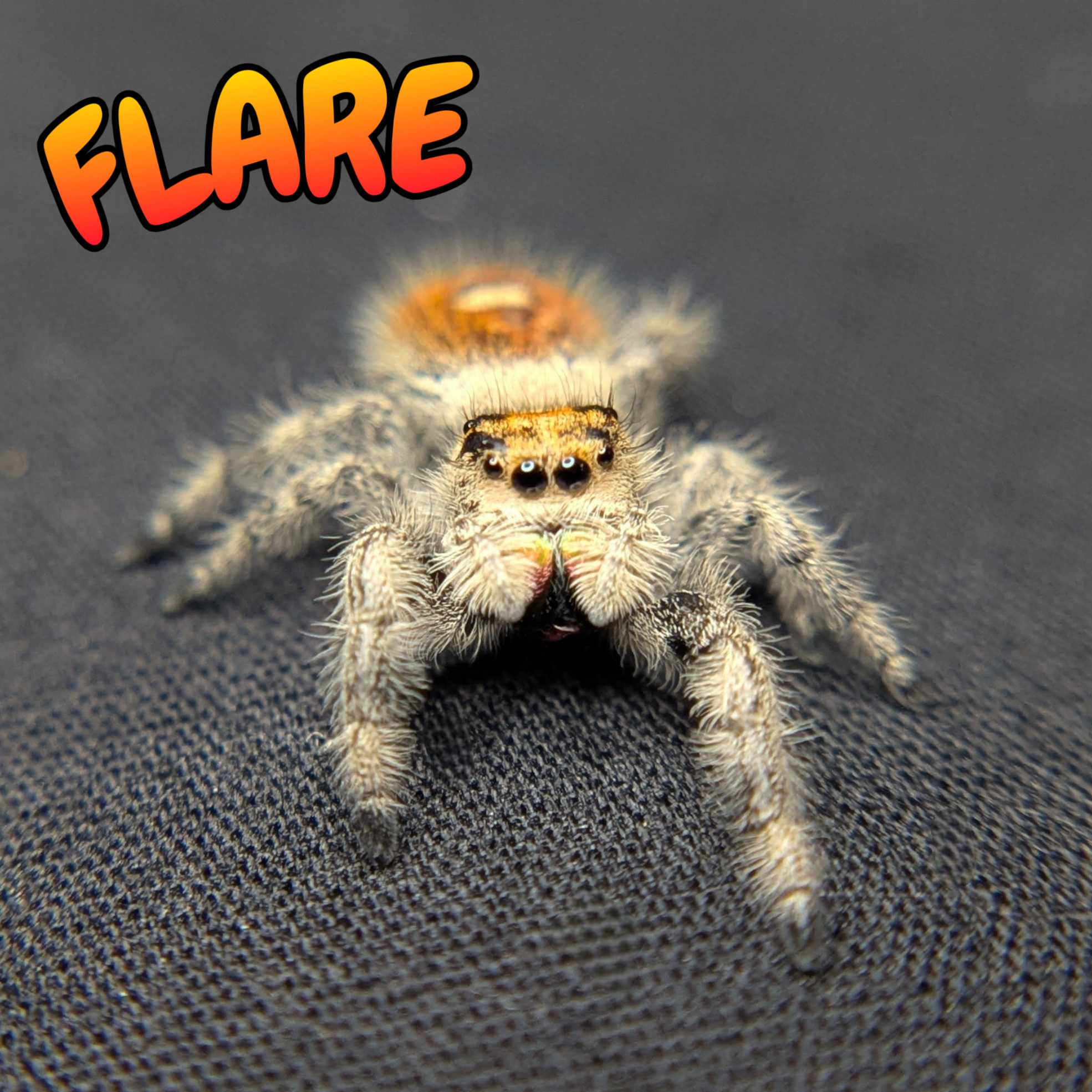 Regal Jumping Spider "Flare"