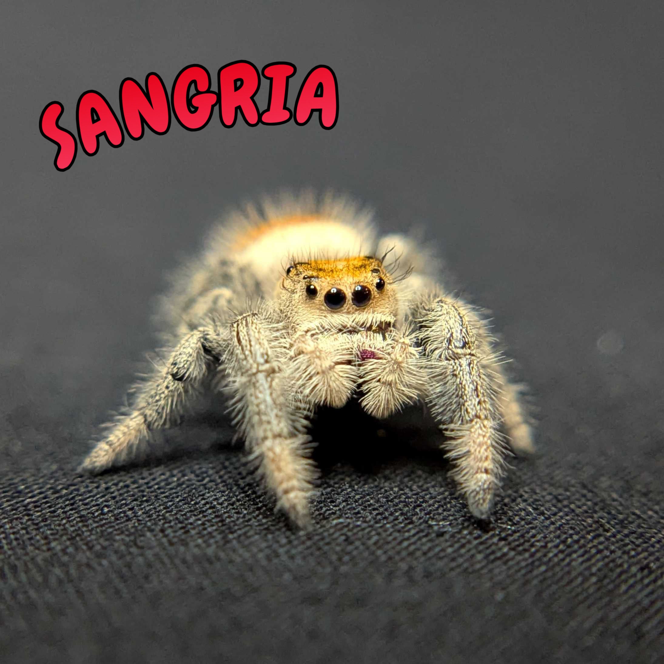 Regal Jumping Spider “Sangria”