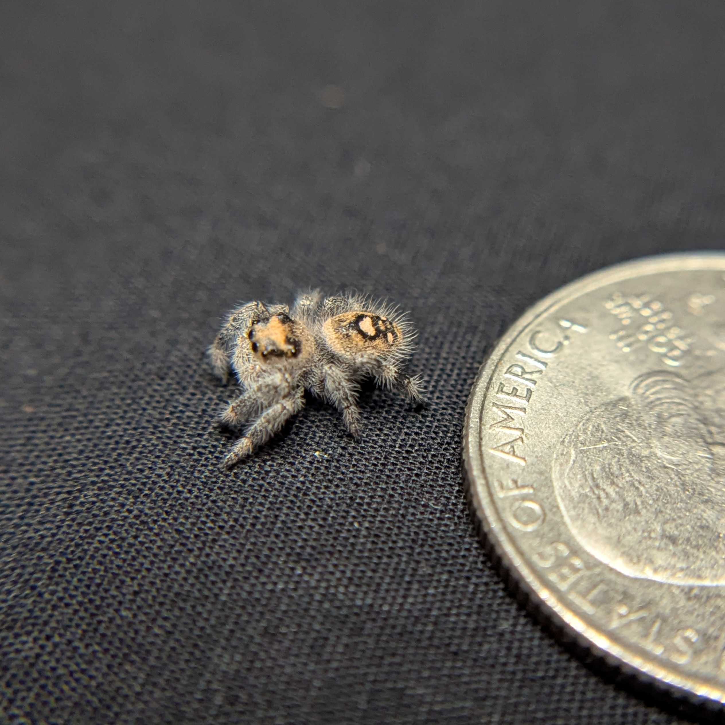 Regal Jumping Spider “Tater Tot”