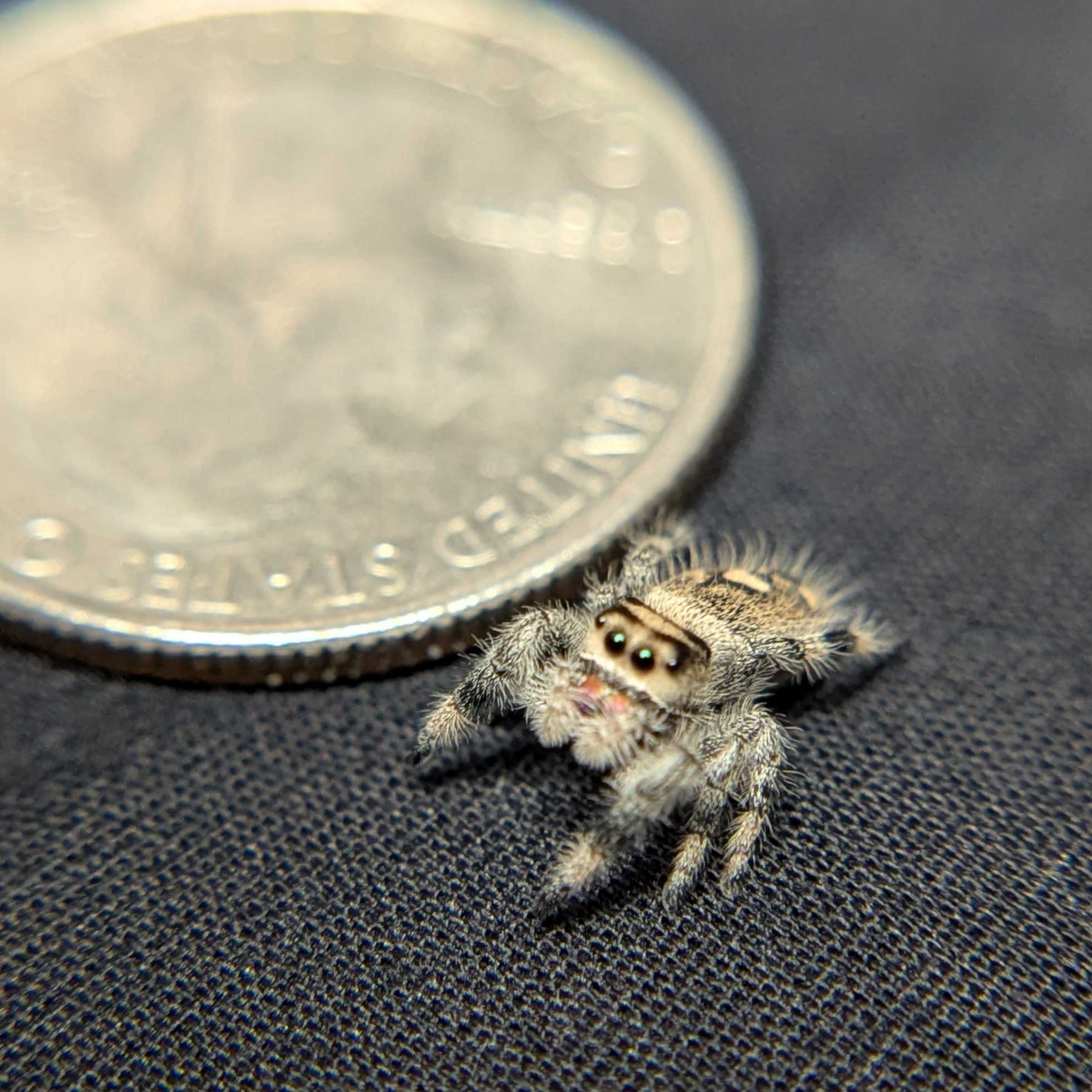 Regal Jumping Spider "Pomegranate"