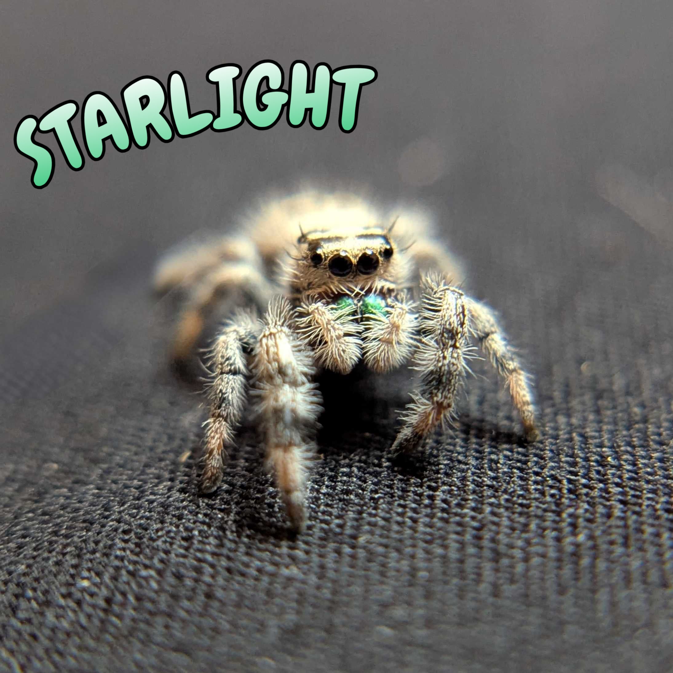 Regal Jumping Spider "Starlight"