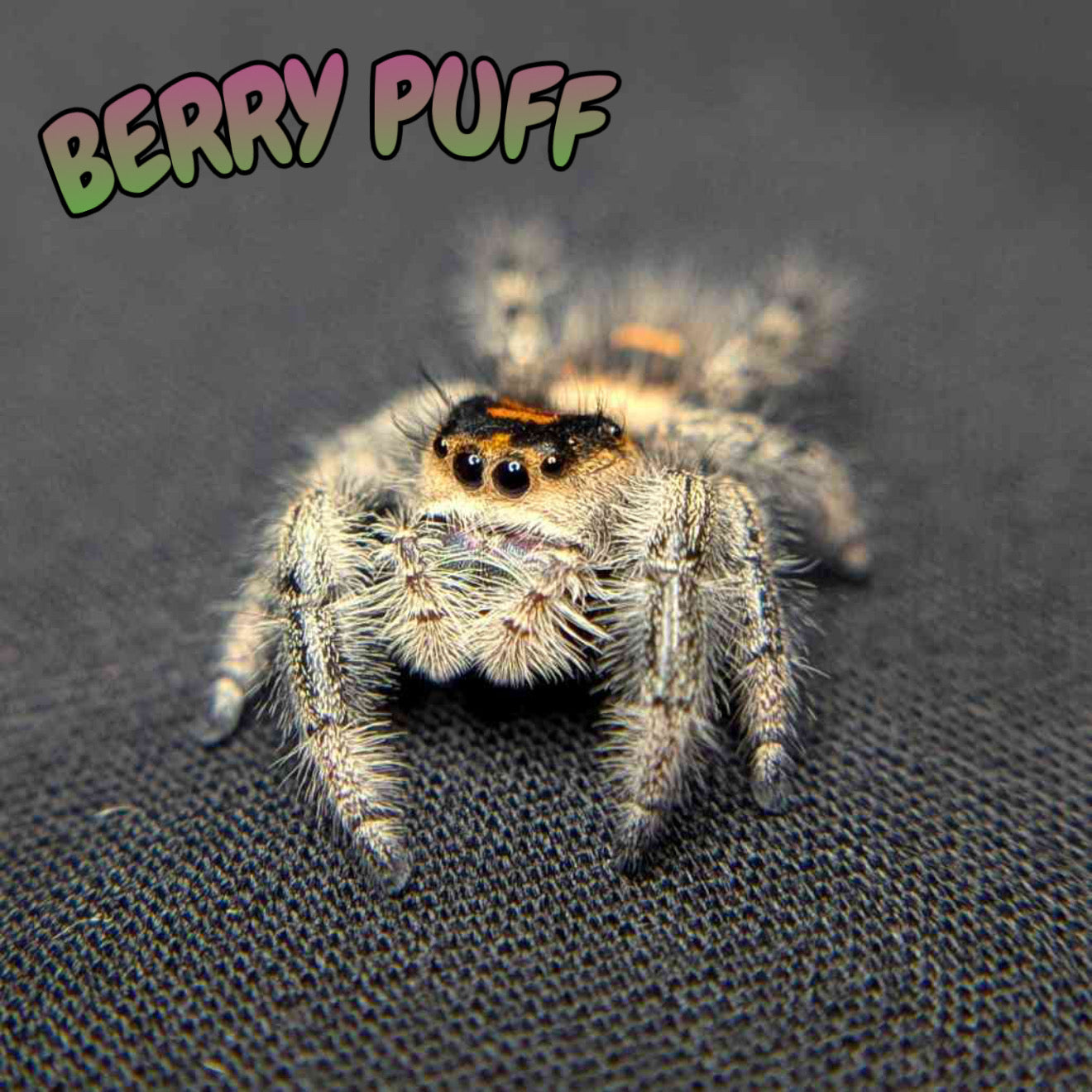 Regal Jumping Spider "Berry Puff"