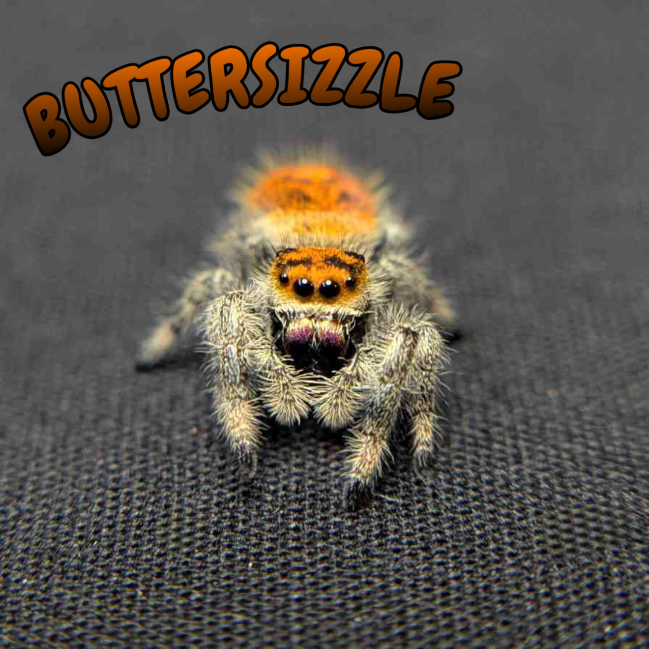 Regal Jumping Spider "Buttersizzle"