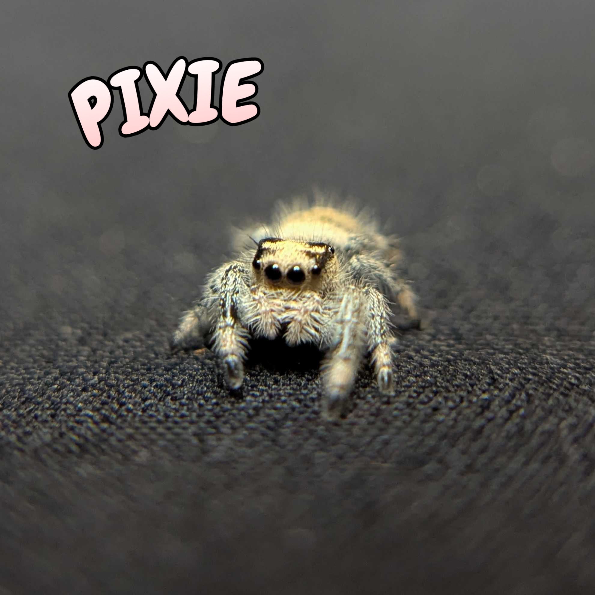 Regal Jumping Spider "Pixie"