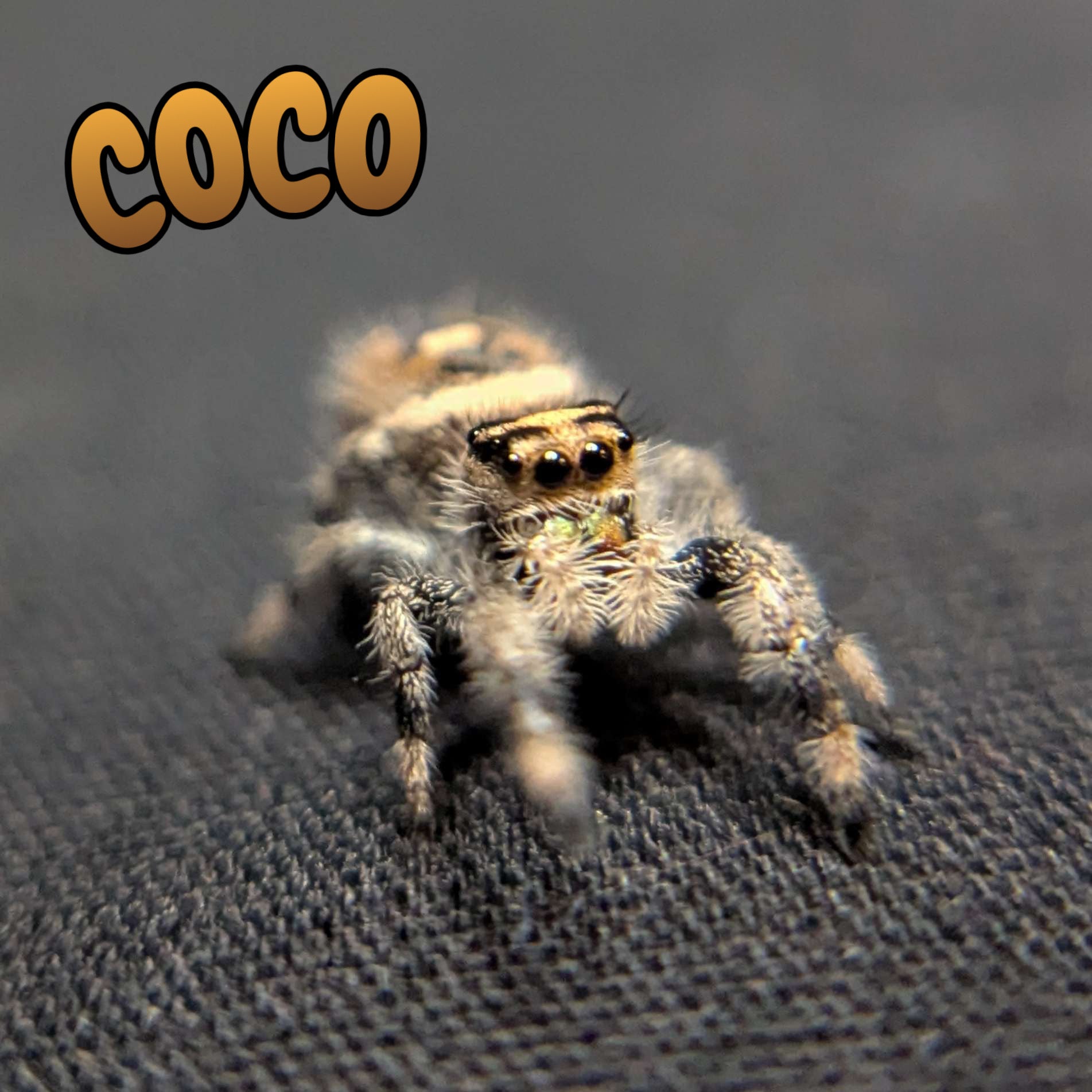 Regal Jumping Spider "Coco"