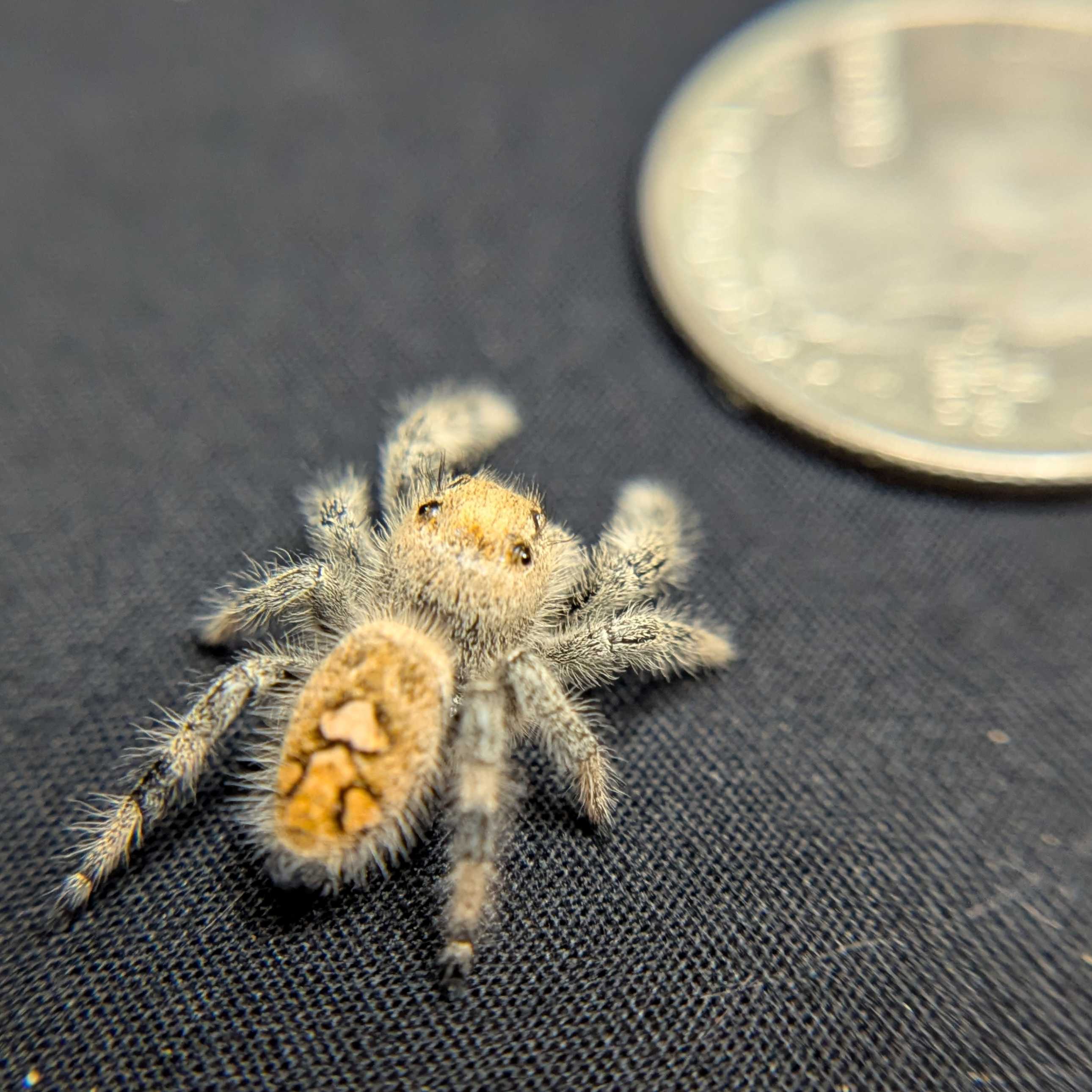 Regal Jumping Spider "Limeade"