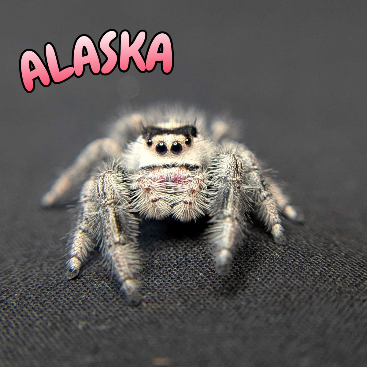 Regal Jumping Spider "Alaska”
