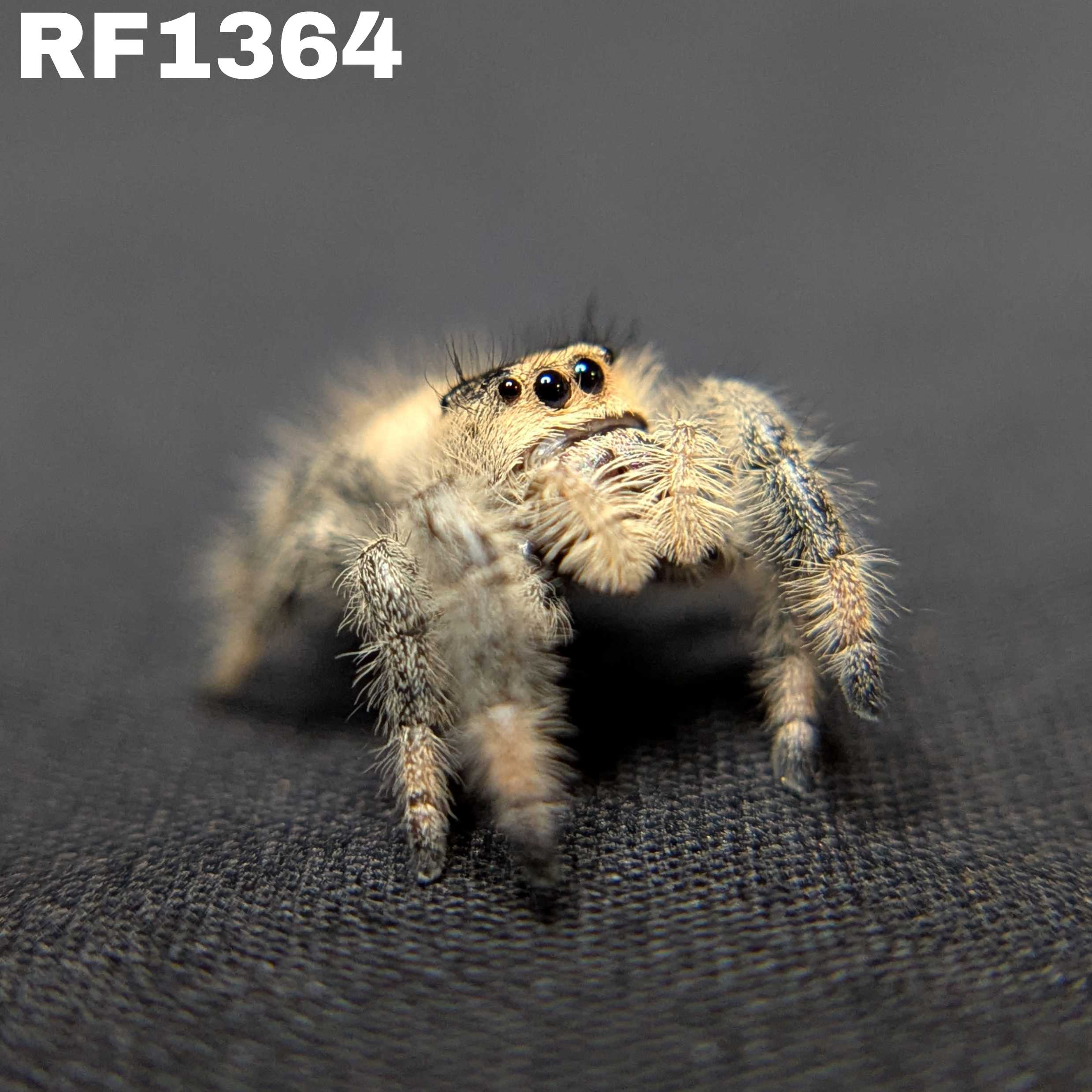 Regal Jumping Spider “Ice Cream”