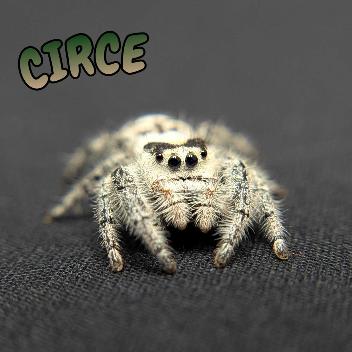Regal Jumping Spider “Circe”