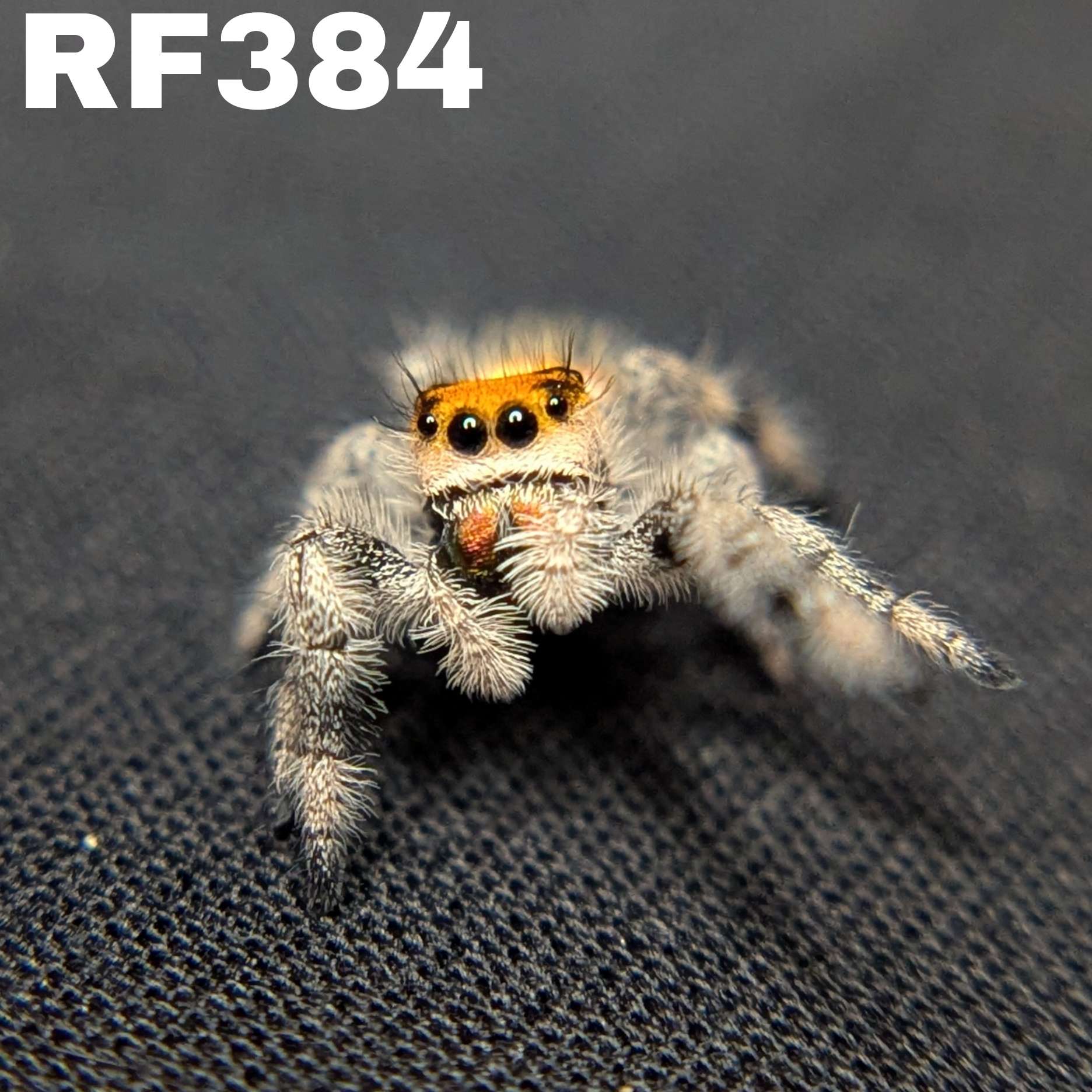 Regal Jumping Spider "Salsa"