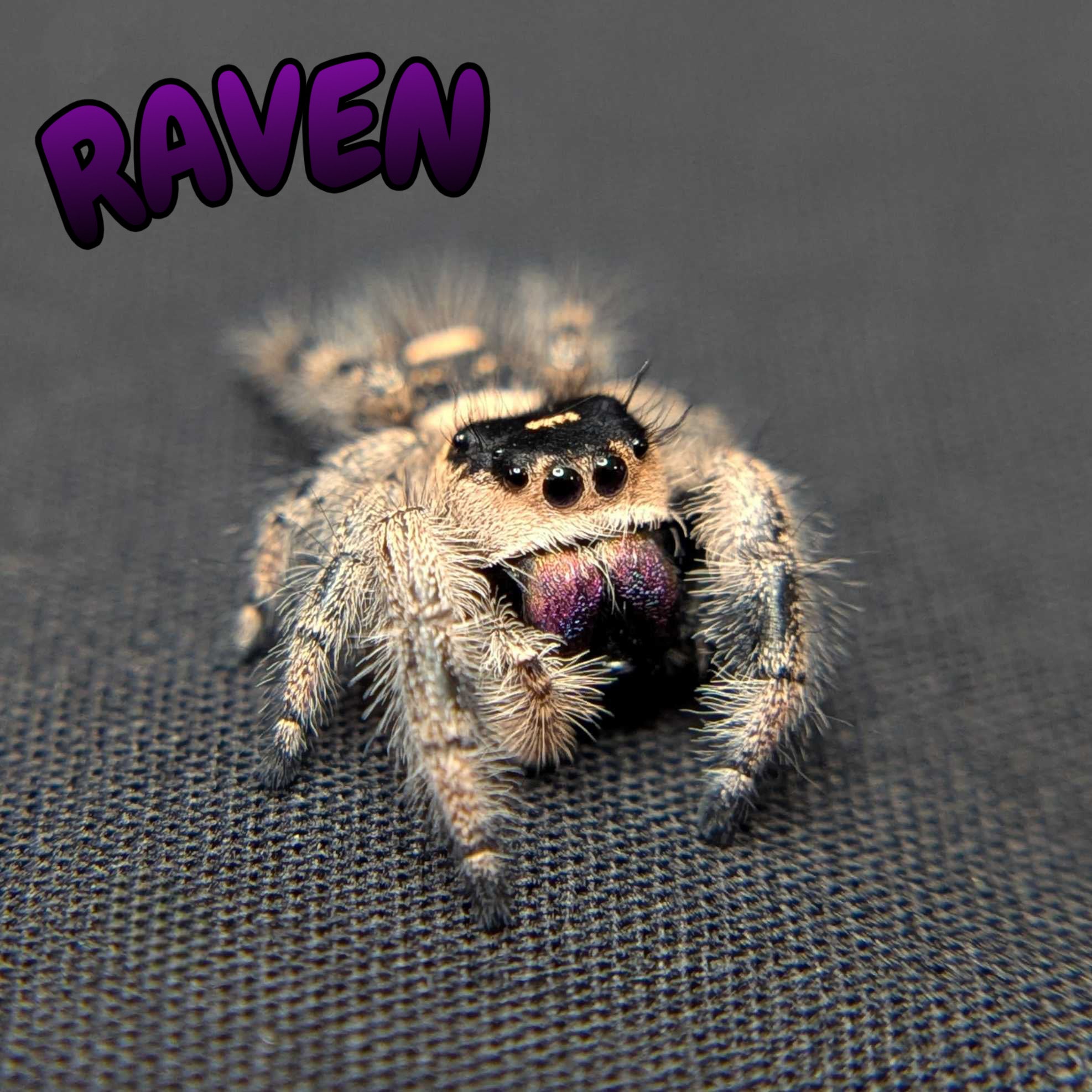 Regal Jumping Spider "Raven"