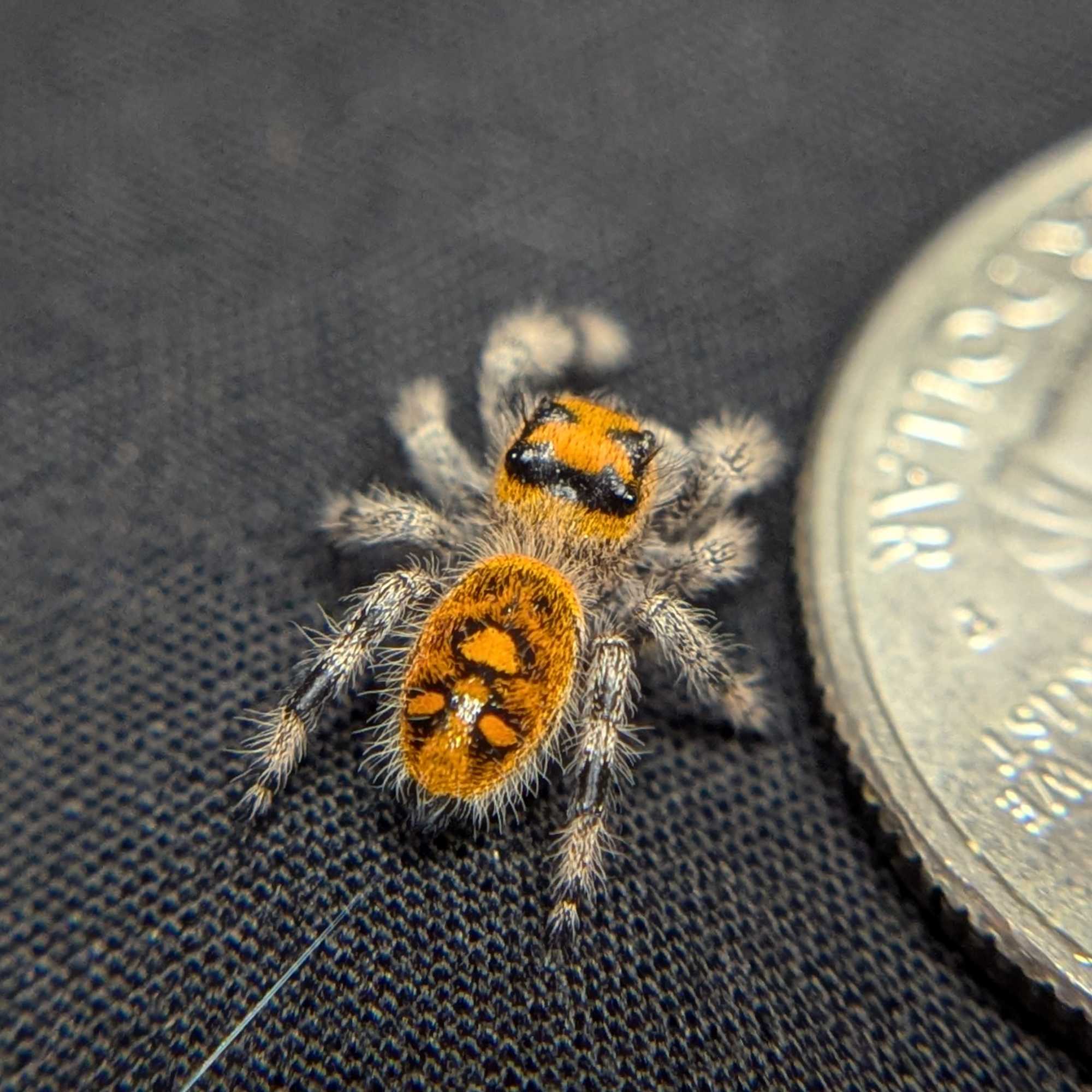 Regal Jumping Spider "Firecracker"