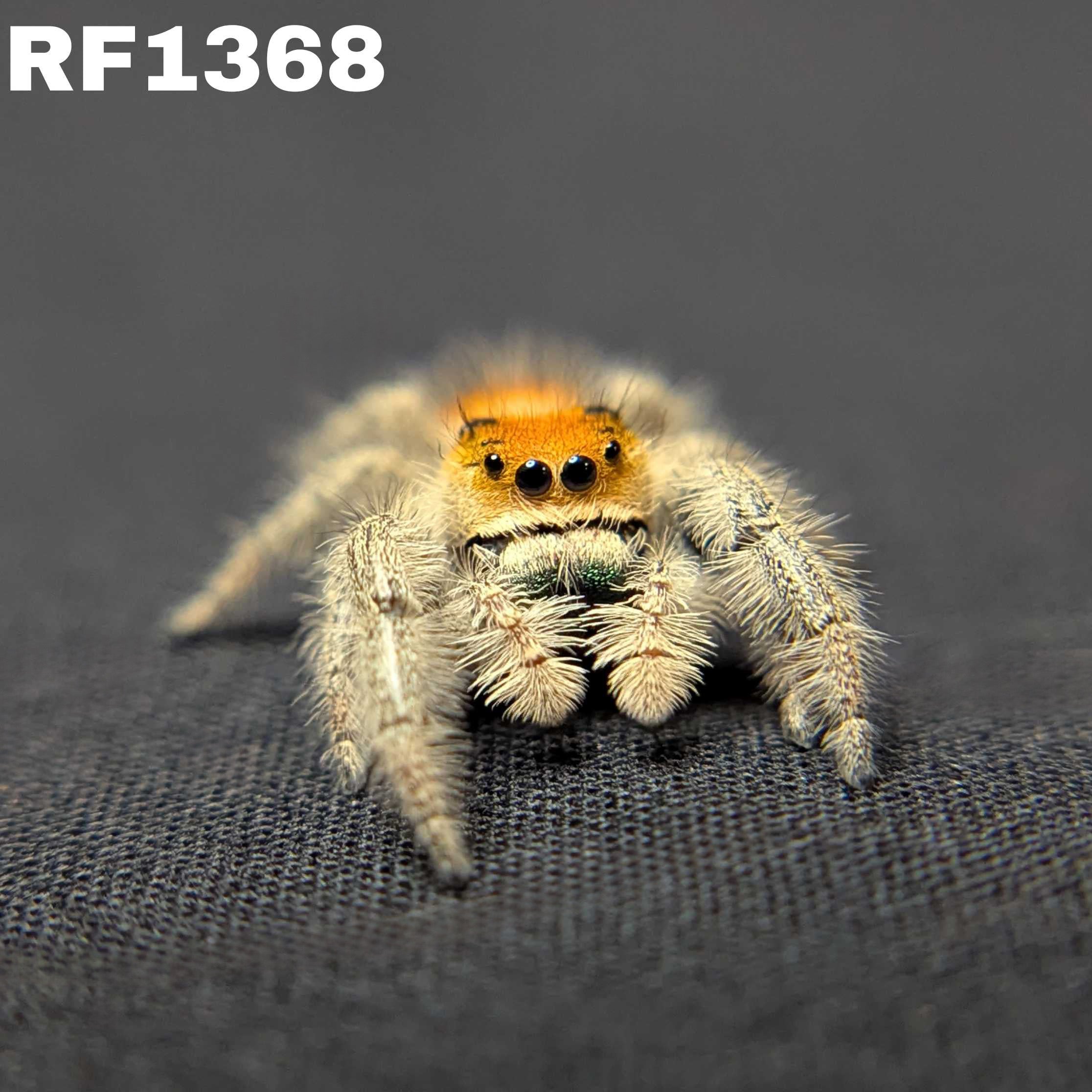 Regal Jumping Spider “Paprika”