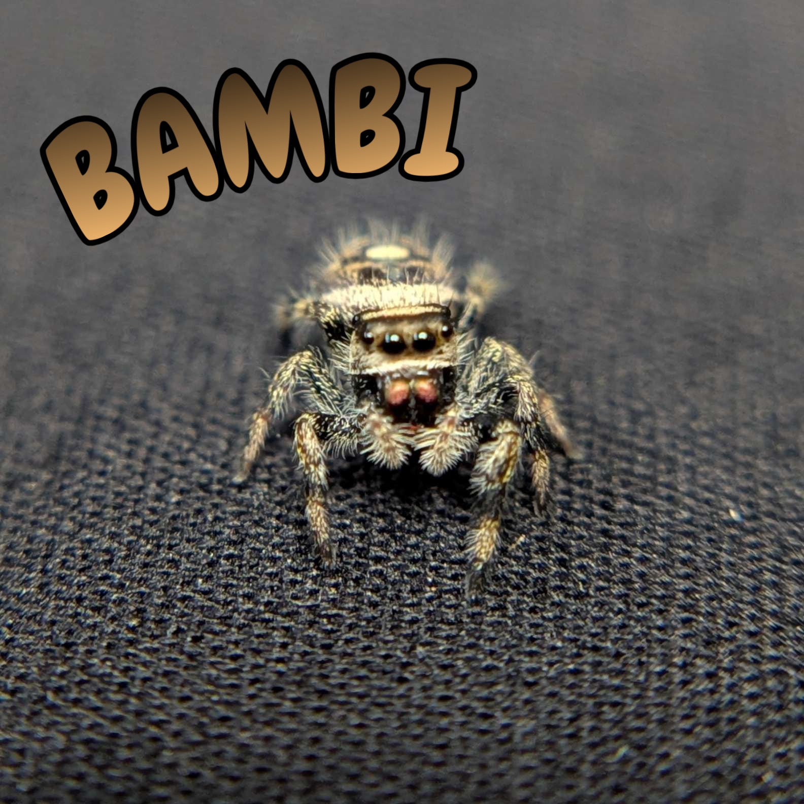 Regal Jumping Spider "Bambi"