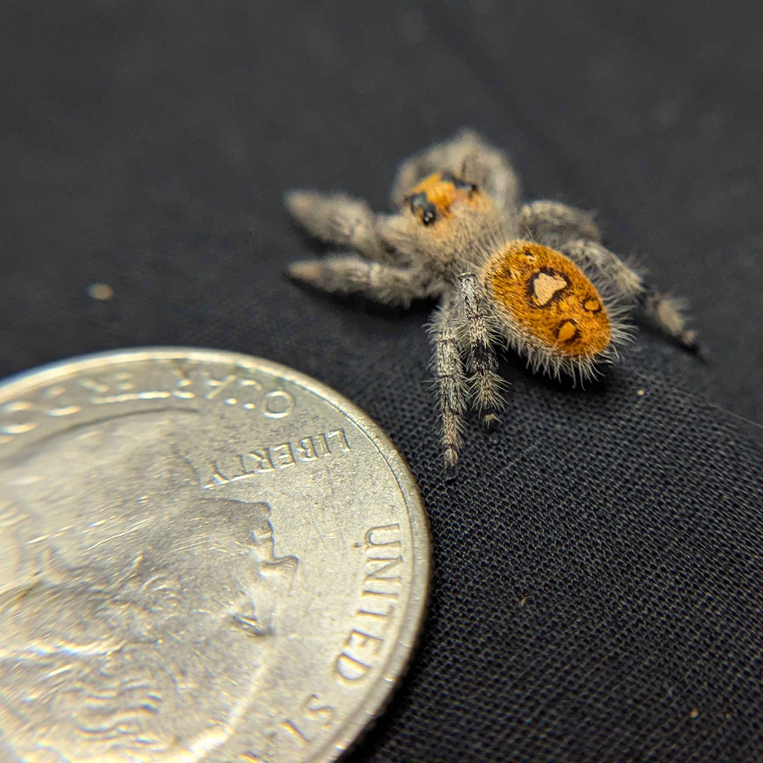 Regal Jumping Spider "Citrus Twist"